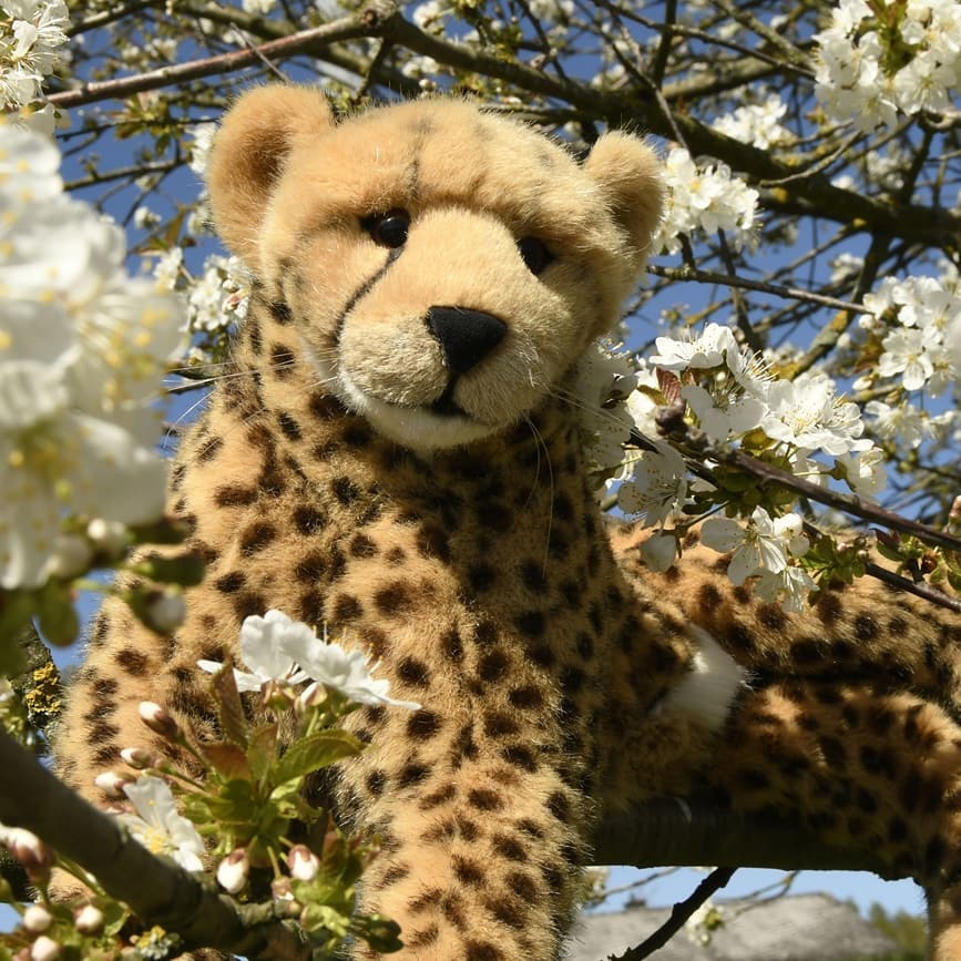 O, welch Wonne. Schon seit der Winter die Welt aus seinen kalten Krallen entlassen und die Sonne des Frühlings die frierenden Pflänzchen umarmte, da wünschte ich mir ein Bild inmitten eines Blütenmeeres. Doch niemals fand ich einen Baum, der sich zum Hinaufklettern eignete. Entweder war er zu hoch oder er war zu klein, mit Ästen so dürr wie ein Spinnenbein. Tag um Tag verging und ich dachte längst, ich fände keinen Baum für mich, bevor die Blütenpracht ganz abgeworfen. Doch heute, ganz unverhofft, am Grünschnittplatz, fand ich drei Bäume in höchster Blüte. Sogleich sprang ich hinan auf einen Ast zwischen all die Blüten, war ganz umgeben vom Weiß der Blätter. O, welch Wonne.Ich habe für Mara eine Blüte mitgebracht – damit sie nicht so traurig war, denn sie traute sich nicht hinauf. Löwen sind keine guten Kletterer. Geparde zwar auch nicht, aber lange nicht so ungelenk wie Löwen. #fotografiecentrum26stofftier  #Bluetenmeer  #Blossom  #BlossomBlast  #Fruehling  #Bluetenzauber  #Kletterbaum  #Bluetenpracht  #StayAtHome  #JubaUndMara  #JubaOnTour  #AcinonyxJubatus  #Cheetah  #Juba  #Koesen  #KoesenerSpielzeug  #PlushiesOfInstagram  #PlushiesOfGermany  #Stofftier  #Plueschtier  #Plushie  #Kuscheltier