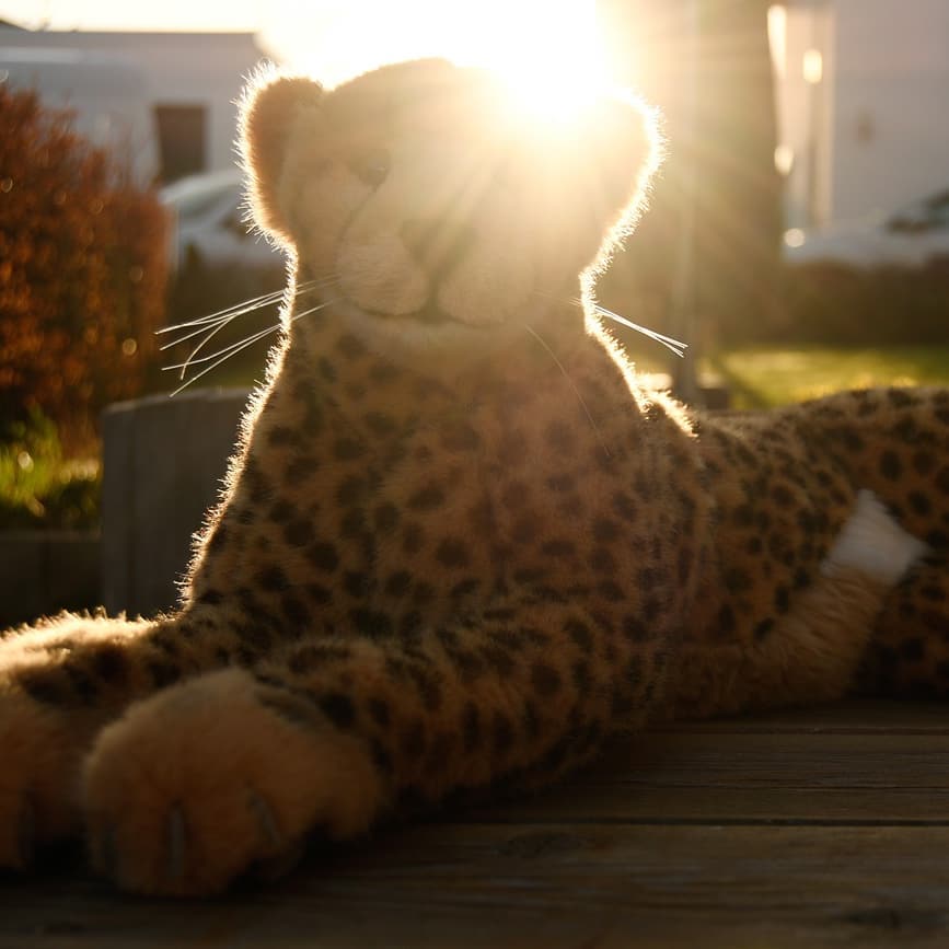 Zu diesem Bild kann ich euch nicht einmal eine Geschichte erzählen, denn es geschah nichts – nur ein Gepard in der Abendsonne. Ich saß draußen, während mein Mensch die Hecke in eine seltsam quadratische Form geschnitten hat und den Rasen auf eine Länge von exakt 60 mm kürzte. Keine Ahnung, was ihn am willkürlichen Wuchs gestört hat. Menschen. #JubaOnTour  #AcinonyxJubatus  #Cheetah  #Juba  #Koesen  #KoesenerSpielzeug  #PlushiesOfInstagram  #PlushiesOfGermany  #Stofftier  #Plueschtier  #Plushie  #Kuscheltier  #AbInsBeet  #AbDurchDieHecke  #SonneUndWind  #Abendsonne  #Gegenlicht