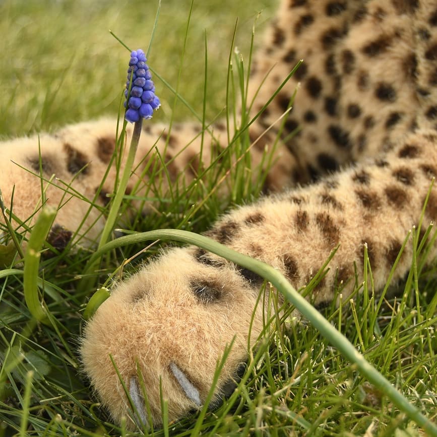 Erinnert ihr euch noch, wie mein Mensch den Rasen gemäht hat? Kaum war das hohe Gras einen Kopf kürzer gemacht, da war plötzlich Platz für kleine, winzig kleine, winzig, winzig kleine Blumen – Traubenhyna- Traubenzimth- Traubenhühner- Traubenhyäne- nein, Traubenhyazinthen nennt man die. Sagt selbst, sind die nicht toll? Ich hoffe, die werden noch größer, denn so klein wie die sind, übersieht man die beinahe. #Traubenhyazinthe  #Traubenhyaene  #Gefunden  #Winzig  #StayAtHome  #JubaOnTour  #AcinonyxJubatus  #Cheetah  #Juba  #Koesen  #KoesenerSpielzeug  #PlushiesOfInstagram  #PlushiesOfGermany  #Stofftier  #Plueschtier  #Plushie  #Kuscheltier