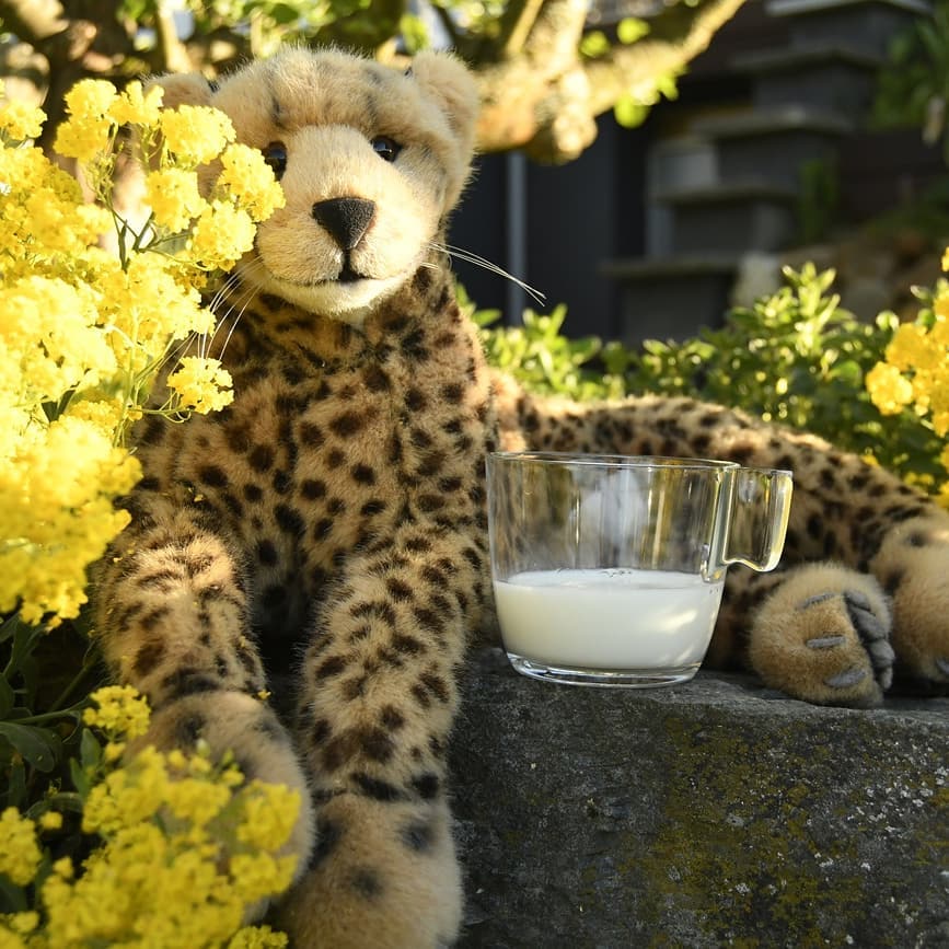 Heute sind Mara und ich gaaanz früh aus dem Bett gesprungen, um den Sonnenaufgang zu beobachten. Aber nicht einfach so, sondern mit einem Glas Milch, denn heute ist  #WednesdayPlushiesCocktailParty. Ein Glas Milch? Ja, denn nach dem letzten Glas Wein – ihr wisst noch, dieses große Ding – hatte ich zwei Tage lang einen Kater. Ich meine, Mara hätte sicher einen Weg gefunden, diesen Umstand zu genießen, aber für mich ist ein Kater nichts.Wie dem auch sei: Auf euch, meine Freunde.Today Mara and I jumped out of bed very early to watch the sunrise. But not just like that, but with a glass of milk, because today is  #WednesdayPlushiesCocktailParty. A glass of milk? Yes, because after the last glass of wine - you know, this big thing - I had a hangover for two days. [insert non translatable pun here]Anyway: Cheers, my friends. #WednesdayPlushiesCocktailParty  #NoWineToday  #MilkForTheCats  #Cocktail  #WhiteRussianLight  #StayAtHome  #JubaUndMara  #JubaOnTour  #AcinonyxJubatus  #Cheetah  #Juba  #Koesen  #KoesenerSpielzeug  #PlushiesOfInstagram  #PlushiesOfGermany  #Stofftier  #Plueschtier  #Plushie  #Kuscheltier