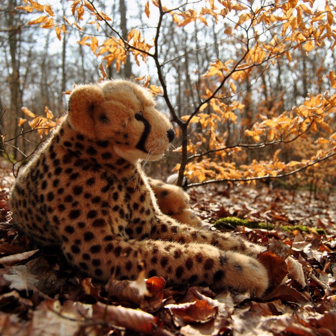 Wenn man erst einmal lang genug auf grob gehauenen Hölzern lag, möchte man sich bald in weichem Laube entspannen. #JubaOnTour  #AcinonyxJubatus  #Cheetah  #Juba  #Koesen  #KoesenerSpielzeug  #PlushiesOfInstagram  #PlushiesOfGermany  #Stofftier  #Plueschtier  #Plushie  #Kuscheltier  #Laub  #Herbst