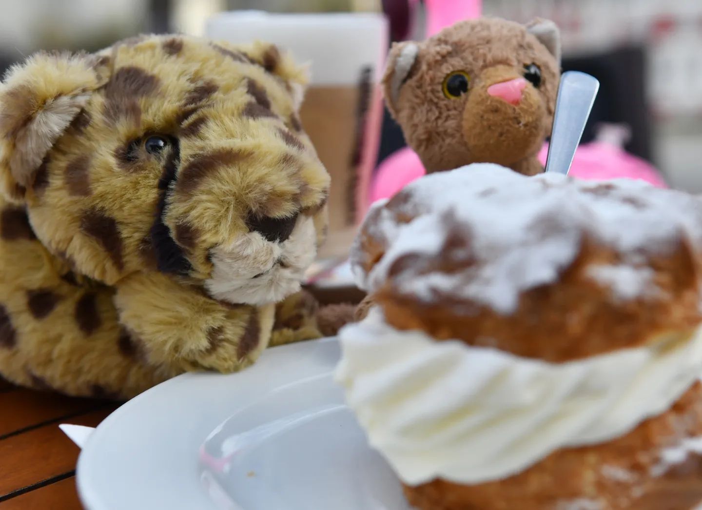 😺 Hallo, hier ist eure bezaubernde Swede...🐱 Und euer Jelly!😺 Weil Paps mal wieder als Baugutachter ranmusste, haben Jelly und ich uns einen sonnigen Platz in einem Café in der Altstadt gesucht. Und wie wir da so saßen, kam plötzlich eine Cafémitarbeiterin und stellte uns einen riesigen Windbeutel und einen Kaffee auf den Tisch. Einfach so. Vermutlich haben wir so mitleiderregend dreingeschaut, dass ihr keine andere Möglichkeit blieb, uns mit Leckerli aufzuheitern. Und ich kann sagen: So viel Sahne macht uns wirklich glücklich.🇬🇧😺 Hello, this is your adorable Swede...🐱 And your Jelly!😺 Since Dad had to work as a construction inspector again, Jelly and uI looked for a sunny spot in a café in the old town. As we were sitting there, a café employee suddenly came over and put a huge cream puff and a coffee on the table. Just like that. We probably looked so pathetic that she had no other option than to cheer us up with treats. And I can say: this much cream really makes us happy. #Creampuff  #OldTown  #Swede  #Windbeutel  #JellyCat  #Altstadt  #Luebbenau  #Cafe  #JubaOnTour  #PlushiesOfInstagram  #Plushie  #Kuscheltier  #plushies  #plushiecommunity  #instaplushies  #theinstaplushies  #stuffies  #plushielife  #plushieadventures  #Flamingo  #FlamingoFloatie