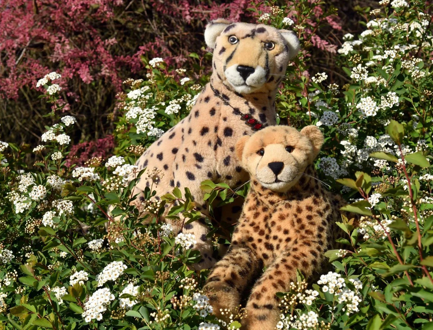 Mara bot an, für eine Weile die Kinder zu nehmen – das bedeutete, Niara und ich hatten ein wenig Zeit zu zweit. Und so brachten wir das pflichtgewordene Photoshooting rasch hinter uns, damit wir den Rest der Zeit wirklich für uns hatten, ganz ohne neugierige Blicke.🇬🇧Mara offered to take the cubbies for a while - that meant me and my Niara had some time together. We quickly endured the obligatory photo shoot so that we could have the rest of the time to ourselves, without any prying eyes. #PlushieCuddlySaturday  #Shrub  #Sun  #Gestruepp  #ZeitZuZweit  #Zweisam  #Auszeit  #Sonne  #JubaOnTour  #PlushiesOfInstagram  #Plushie  #Kuscheltier  #plushies  #plushiecommunity  #instaplushies  #theinstaplushies  #stuffies  #plushielife  #plushieadventures  #Koesen  #KoesenerSpielzeug