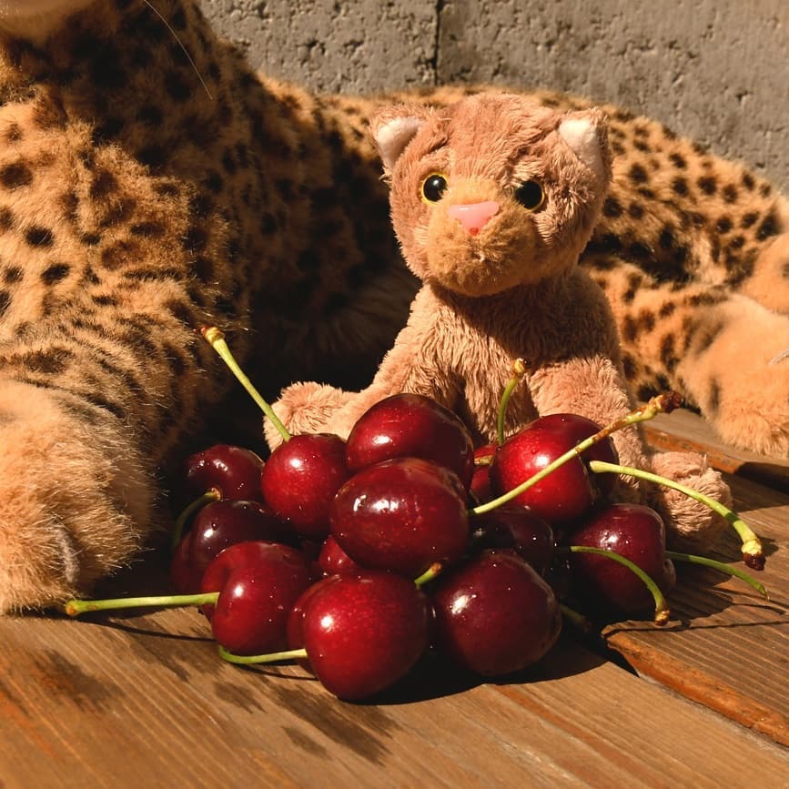 Schaffst du die auch wirklich alle? Ich glaube ja, da sind die Augen wieder einmal viel größer als das Mäulchen. Immerhin ist der Berg aus Kirschen halb so hoch wie du. Ja? Aber, wo willst du sie denn alle hineinstopfen? In deinem Bäuchlein ist genau Platz für eine. Achso, du isst die Steine nicht mit. Na, wenn das so ist- #Verfressen  #Kirschen  #CherryOhBaby  #plushicommunity  #JubaUndMara  #JubaOnTour  #AcinonyxJubatus  #Cheetah  #Juba  #Koesen  #KoesenerSpielzeug  #PlushiesOfInstagram  #PlushiesOfGermany  #Stofftier  #Plueschtier  #Plushie  #Kuscheltier