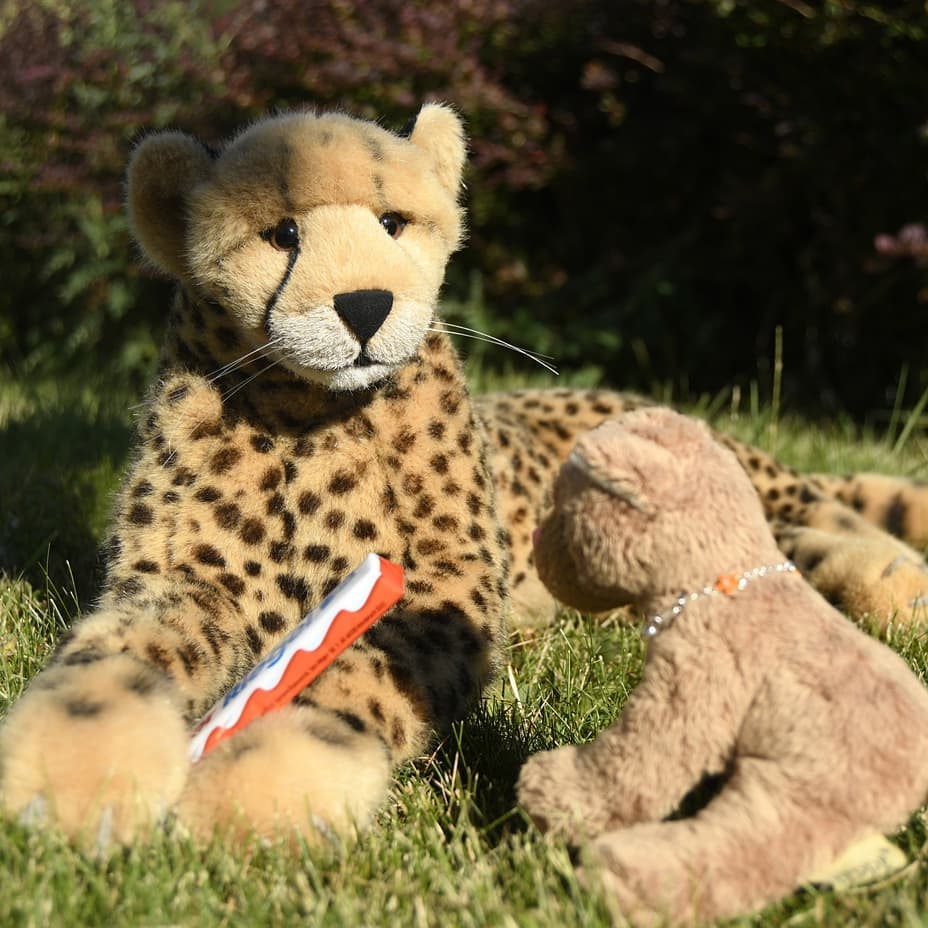 🇩🇪🐆 Sweeeeede. Wo steckst du, Swede?🐈 Dad, was spektakelst du denn hier im Garten herum?🐆 Nun, ich habe im Kühlschrank gerade einen bekannten und beliebten Schokoladenmilchriegel gefunden – den möchte ich mit dir teilen.🐈 Das ist voll lieb von dir, aber denkst du denn wirklich, das ist ein Schokoladenmilchriegel? Nein, nein, nein. DAS ist ein Schokoladenmilchriegel!🐆 ...Disclaimer: Ich bekomme nichts, aber auch wirklich gar nichts für die bildliche Darstellung jenes bekannten Schokoladenmilchriegels – kein Geld, kein Essen, keinen Dank. Nichts. Es ist sozusagen unbezahlte Werbung.🇬🇧🐆 Sweeeeede. Where are you Swede?🐈 Dad, what are you doing in the garden, belling and yelling?🐆 Well, I just found a well-known and popular chocolate milk bar in the fridge - I want to share it with you.🐈 That is very nice of you, but do you really think this is a chocolate milk bar? No no no. THAT is a chocolate milk bar!🐆 ...Disclaimer: I get nothing, but really nothing at all for the visual representation of that well-known chocolate milk bar - no money, no food, no playmates, no thanks. Nothing. So it&#039;s unpaid advertising. #UnbezahlteWerbung  #Filmzitat  #CrocodileDundee  #FamousQuotes  #JubaUndMara  #JubaOnTour  #AcinonyxJubatus  #Cheetah  #Juba  #Koesen  #KoesenerSpielzeug  #PlushiesOfInstagram  #PlushiesOfGermany  #Stofftier  #Plueschtier  #Plushie  #Kuscheltier