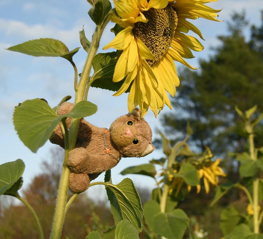 Wollt ihr mal etwas Seltsames sehen? Dann schaut euch die Bilder an.Womöglich seid ihr nun ebenso verwundert, wie Swede und ich es waren, als wir bei einem Spaziergang ein Feld voller Sonnenblumen fanden. Zwar sind Sonnenblumen auf einem Feld nicht das ungewöhnlichste Ding, aber bedenkt man die widerliche Kälte, die beinahe jeder Blume den Tod einbrachte, muss man sich über diese trotzigen Gewächse wundern. Es scheint, als macht ihnen der Frost nichts aus. Sind es vielleicht so viele, dass sie sich gegen die Kälte zur Wehr setzen können?Wer weiß, vielleicht überdauern sie sogar den Winter. #WinterIsComing  #Sonnenblumen  #Sunflowers  #Wildblumen  #StandingTall  #WiderstandIstNichtZwecklos  #Trotzig  #JetztErstRecht  #JubaOnTour  #AcinonyxJubatus  #Cheetah  #Juba  #Koesen  #KoesenerSpielzeug  #PlushiesOfInstagram  #PlushiesOfGermany  #Stofftier  #Plueschtier  #Plushie  #Kuscheltier  #plushies  #plushiecommunity  #instaplushies  #stuffies  #stuffiesofinstagram  #plushielife