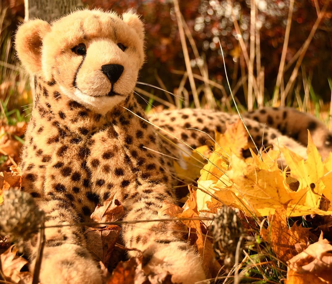 Manchmal bedarf es keiner schönen Worte – euch einen schönen Montag. #Monday  #Montag  #Laubhaufen  #Garten  #IndianSummer  #20GradCelsius  #JubaOnTour  #AcinonyxJubatus  #Cheetah  #Juba  #Koesen  #KoesenerSpielzeug  #PlushiesOfInstagram  #PlushiesOfGermany  #Stofftier  #Plueschtier  #Plushie  #Kuscheltier  #plushies  #plushiecommunity  #instaplushies  #stuffies  #stuffiesofinstagra  #plushielife