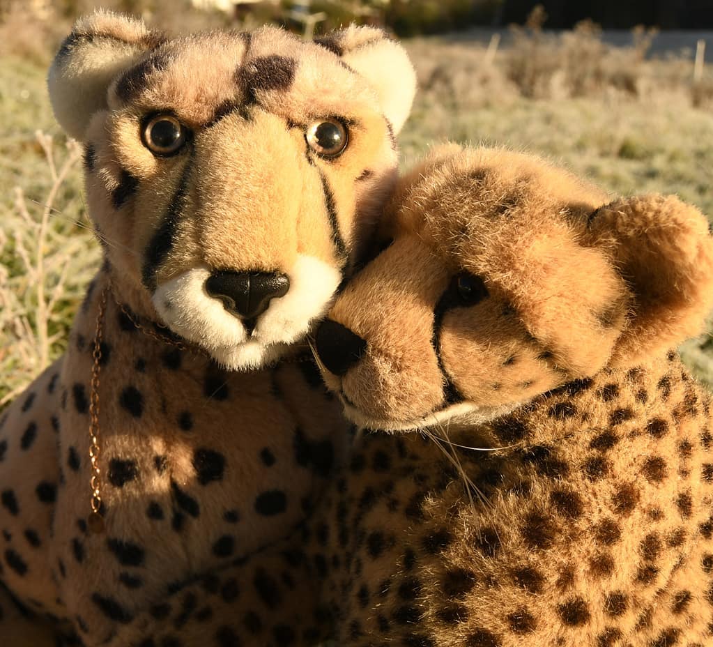 Niara und Juba wünschen euch allen einen wunderschönen Plüschtierknuddelsamstag - ob ihr zu den alten Bären gehört oder ein Glubschi seid, ob ihr mit Holzwolle oder mit Watte gefüllt, ob ihr steife Studiotiere oder ganz floppy seid, ob mit Glasaugen oder gedruckten Lichtern. Jedes Plüschie. 🤗 #PlushieCuddlySaturday  #CanYouFeelTheLoveTonight  #Married  #Twosome  #JubaOnTour  #AcinonyxJubatus  #Cheetah  #Juba  #Koesen  #KoesenerSpielzeug  #PlushiesOfInstagram  #PlushiesOfGermany  #Stofftier  #Plueschtier  #Plushie  #Kuscheltier  #plushies  #plushiecommunity  #instaplushies  #stuffies  #stuffiesofinstagram  #plushielife