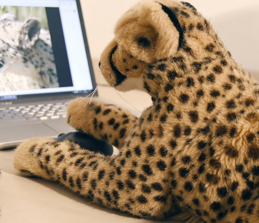 Heute verrate ich euch ein kleines Geheimnis, das eigentlich keines ist: Mein Mensch liebt Geparde. Also eigentlich mag er alle Katzen, aber bei Geparden endet bei ihm alle Rationalität. Da verwundert es nur wenig, dass  er unzählige Plüschtiere ins Haus holt, Bücher kauft, Figuren und Bilder herbeischafft und ausstellt und hinstellt und aufhängt - egal, was es ist, sobald es Punkte hat, wird es bewundert.Dagegen lässt sich nichts sagen, denn mir ergeht es nicht anders beim Anblick meiner Niara.Aber ganz einfach ist diese Leidenschaft nicht, denn echte Geparde sind in dieser Gegend selten zu finden. Allenfalls findet man sie in Zoos vor. Und deshalb sieht man ihn – zumindest in Tagen, da die Zoos öffnen dürfen - mindestens einmal pro Woche in einem derer, in denen es Geparde gibt. Und wenn es auch nur ein kleiner Trost für ihn ist, kann er die Geparde wenigstens von Ferne sehen.Aber eine Gepardin mag er ganz besonders. Deshalb übernimmt er im  #ZooNeuwied eine Patenschaft für eben jene – er sagt, diese Gepardin sei wunderschön und flink und schlank und eigenwillig und wunderschön und alles andere, das der Verzückung auszudrücken diente.Nein, dagegen lässt sich nichts sagen, denn mir ergeht es nicht anders beim Anblick meiner Niara. Allerdings vermag ich mir nicht vorzustellen wie es ist, die bewunderte Katze nur von Weitem zu betrachten, anstatt ihr nahe zu sein, sie zu hören, zu berühren. Das muss schwer sein. Wie glücklich muss ich mich schätzen, ich, der ich meine Niara immer bei mir habe?Doch bevor es allzu rührselig und melancholisch wird, wollt ihr seine Patenkatze – Lianné heißt sie - einmal sehen? #ZooNeuwied  #CheetahTopic  #SaveTheCheetah  #InternationalCheetahDay  #CheetahDay  #InternationalerTagDesGeparden  #Gepardentag  #JubaOnTour  #ZooNeuwied  #Lianne  #Patenschaft  #AcinonyxJubatus  #Cheetah  #Koesen  #KoesenerSpielzeug  #PlushiesOfInstagram  #PlushiesOfGermany  #Stofftier  #Plueschtier  #Plushie  #Kuscheltier  #plushies  #plushiecommunity  #instaplushies  #stuffies  #stuffiesofinstagram  #plushielife