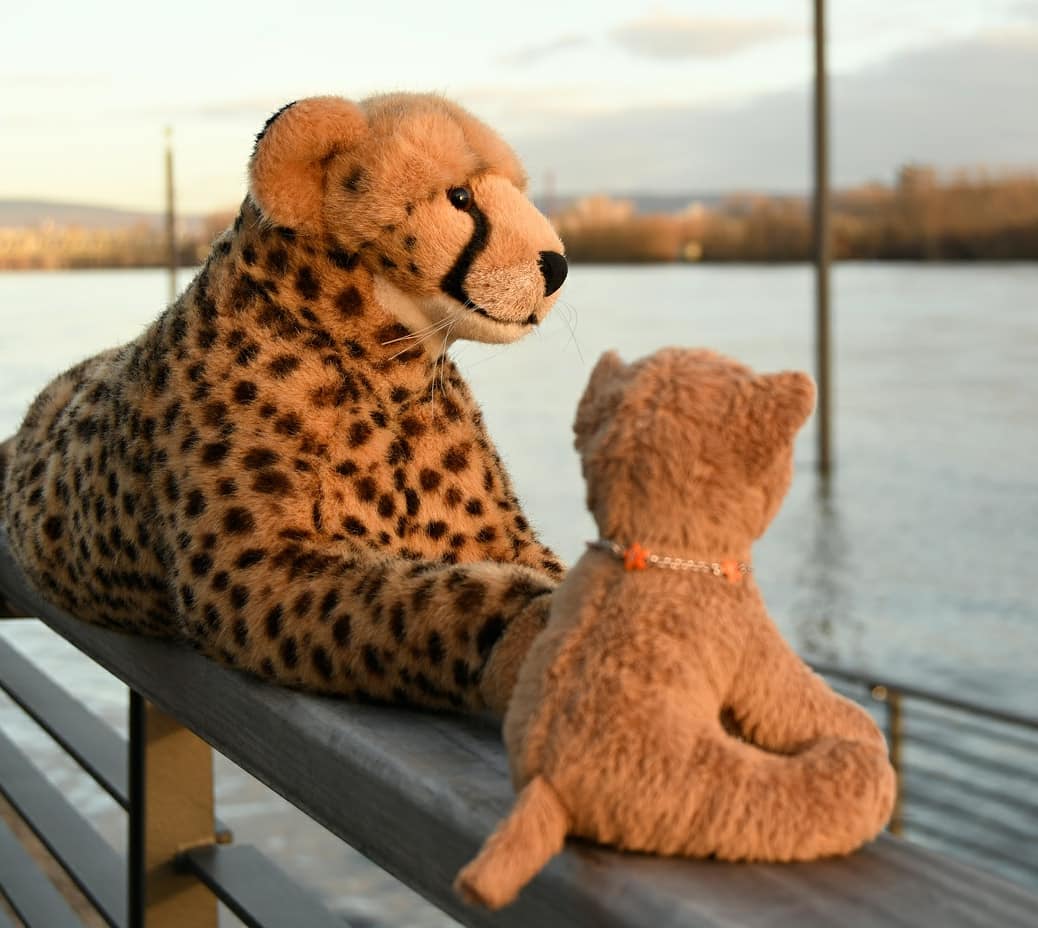 🐆 Guten Morgen, ihr Lieben. Hier ist Juba van Pard, und ich melde mich live vom großen Hochwasser an den Gestaden des rigoros reißenden Rheins in Mainz, wo sich turmhohe Wogen auftürmen zu hochhaushohen hochgefährlichen Riesenwellen inmitten von Schnellen und Strudeln eines Flusses, der über Nacht zum Strom wurde.Täglich erreichen und Meldungen über neue Höchststände. Vielerorts tanzt das Wasser aus der Reihe, tritt ausufernd, ja uferlos, über die Ufer und verlässt, wo immer möglich, die von den Jahrtausenden vorgegebenen Pfade. Wo man geht und steht stehen dezent verpennte Enten in der Gewalt von Elementen, es schnattern Gänse wie Hühner, Schwäne recken die Hälse, weil ihnen das Wasser bis zum Hals steht. Und die Lage wird Stunde um Stunde dramatischer. Es scheint, als nimmt sich die Natur, was einst ihr gewesen. Unbarmherzig schlägt sie zurück. Niemand vermag es, diesen Gewalten zu trotzen.Und am Ende bleibt die Frage: Wann werden die Pegel wieder sinken? Wer steckt dahinter? Wann werden wir wieder sicher sein? Und denkt auch nur einer an die Kinder?😺 Dad? Daaaaa? Hörst du jetzt mal auf, so maßlos zu übertreiben? Das Wasser steht doch dreimal im Jahr auf den Uferstufen. Das ist so besonders wie eine graue Katze bei Nacht. Und was heißt hier, Mutter Natur schlägt zurück? Noch dümmer geht es nicht, oder?🐆 Ich weiß, aber nur so kann ich die Leute mitreißen.😺 Mit solchen Berichten? Die sind reißerischer als eine Hyäne. Wie wäre es, wenn du es mit natürlichem Charme und sachlichem Journalismus versuchst?🐆 Könnte ich tun, aber wer will das heute noch hören? #MainzZollhafen  #Hochwasser  #Ausufernd  #Uferlos  #Rhein  #Rheinufer  #Flood  #JubaOnTour  #AcinonyxJubatus  #Cheetah  #Juba  #Koesen  #KoesenerSpielzeug  #PlushiesOfInstagram  #PlushiesOfGermany  #Stofftier  #Plueschtier  #Plushie  #Kuscheltier  #plushies  #plushiecommunity  #instaplushies  #stuffies  #stuffiesofinstagram  #plushielife