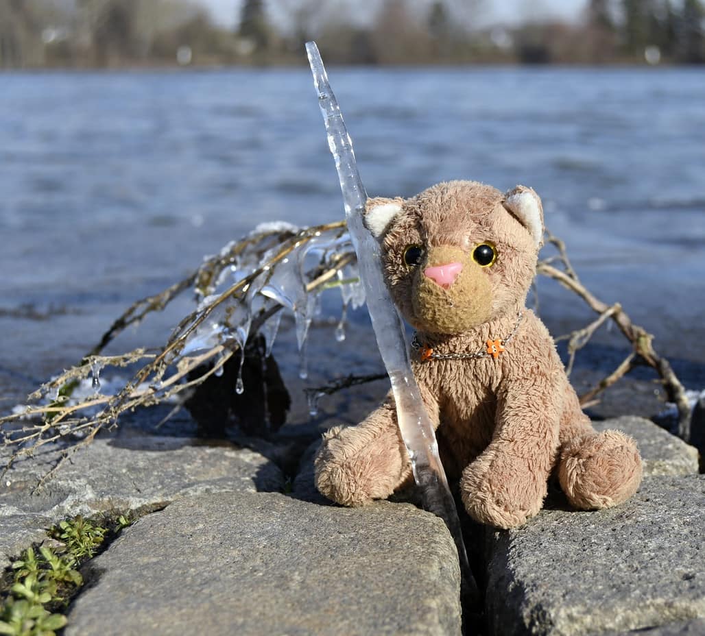 🇩🇪 Hallo, hier ist Swede. Seit ich neulich diese Eiszapfen am Bach gefunden habe, kann ich gar nicht aufhören, nach neuen zu suchen. Eiszapfen sind unfassbar cool. Ehrlich. Gibt es etwas Cooleres? Naja, jedenfalls habe ich wieder welche gefunden – am großen Fluss. Also eigentlich hingen sie an einem kleinen Stück Treibholz. Aber sie sind auch richtig toll, findet ihr nicht auch?🇬🇧 Hello, this is Swede. Since I recently found these icicles by the creek, I can&#039;t stop looking for new ones. Icicles are incredibly cool. Honestly. Is there anything cooler? Well, at least I found some again - by the huge river. So actually they were hanging on a small piece of driftwood. But they are also really great, don&#039;t you think so? #MainzZollhafen  #Rhein  #Eiszapfen  #Triebgut  #Icicle  #JubaOnTour  #AcinonyxJubatus  #Cheetah  #Juba  #Koesen  #KoesenerSpielzeug  #PlushiesOfInstagram  #PlushiesOfGermany  #Stofftier  #Plueschtier  #Plushie  #Kuscheltier  #plushies  #plushiecommunity