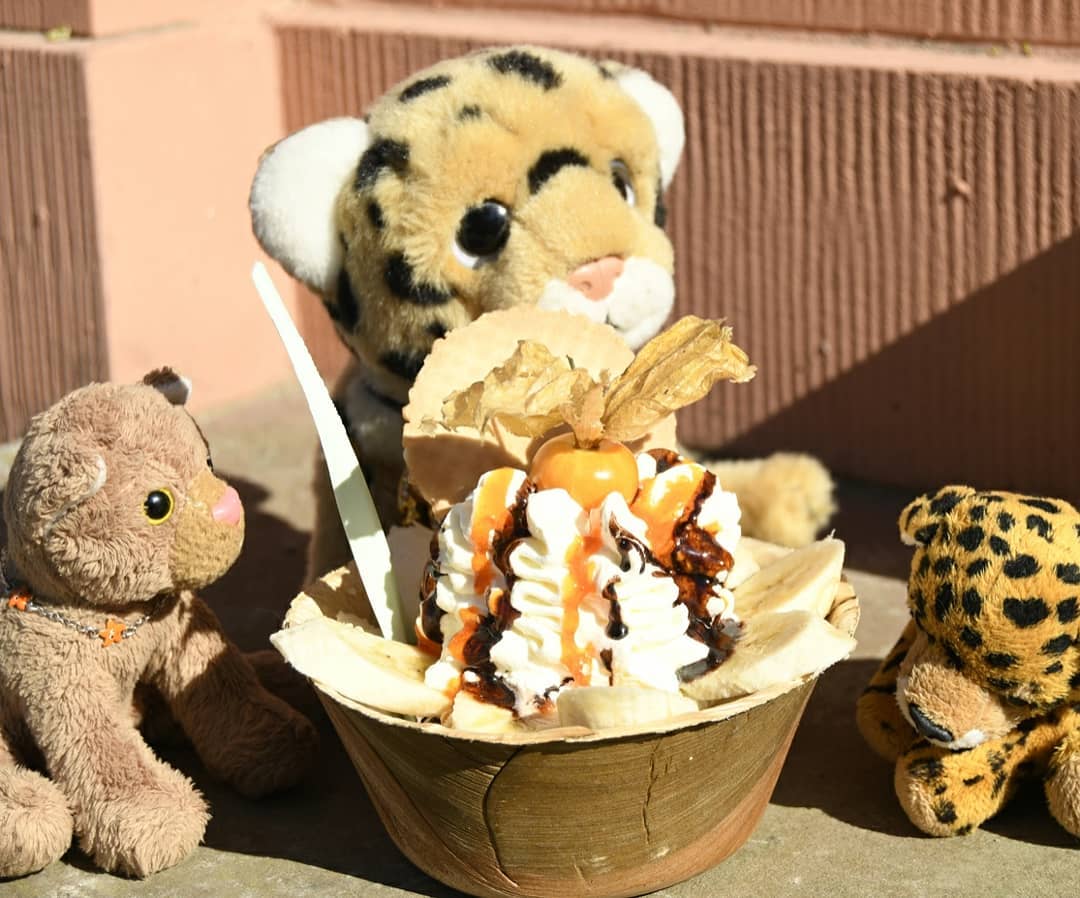 🇩🇪 Hallo, hier ist Swede und Mneka und Chee – nachdem wir vier Stunden darauf warteten, dass die Frühblüher endlich ihre Köpfe öffneten, ist unser Hunger zu einer unermesslich großen Bestie angewachsen und knurrte so laut, dass jeder Spaziergänger meinte, wir würden ihm drohen. Gerade fragten wir uns, ob es nicht besser gewesen wäre zu frühstücken, da hatte ich eine Idee: Vielleicht hat der Eisladen geöffnet.Also machten wir uns auf den Weg.Dort standen wir in der Schlange, und als wir an der Reihe waren, knurrte Mnekas Bauch ganz schaurig. Der Eisverkäufer dachte wohl, ihm droht Gefahr für Leib und Leben und übergab uns flink einen  #Chefbecher, der groß genug für uns alle war.🇬🇧 Hello, this is Swede and Mneka and Chee - after waiting four hours for the early bloomers to open their heads, our hunger has grown to an immeasurably large beast and growled so loudly that every stroller thought we were threatening them. We were just wondering whether it would have been better to have breakfast when I had an idea: Maybe the ice cream shop is open.So we went on our way.There we stood in line, and when it was our turn, Mneka&#039;s belly growled eerily. The ice cream seller thought he was in danger of life and limb and quickly handed us a  #ChefSundae that was big enough for all of us. #PlushieSundaeBreakfastClub  #Fruehblueher  #EiscafeAmRhein  #ChefBecher  #SchlossparkBiebrich  #WiesbadenSchlosspark  #JubaOnTour  #AcinonyxJubatus  #Cheetah  #Juba  #Koesen  #KoesenerSpielzeug  #PlushiesOfInstagram  #PlushiesOfGermany  #Stofftier  #Plueschtier  #Plushie  #Kuscheltier  #plushies  #plushiecommunity  #instaplushies  #stuffies  #stuffiesofinstagram  #plushielife