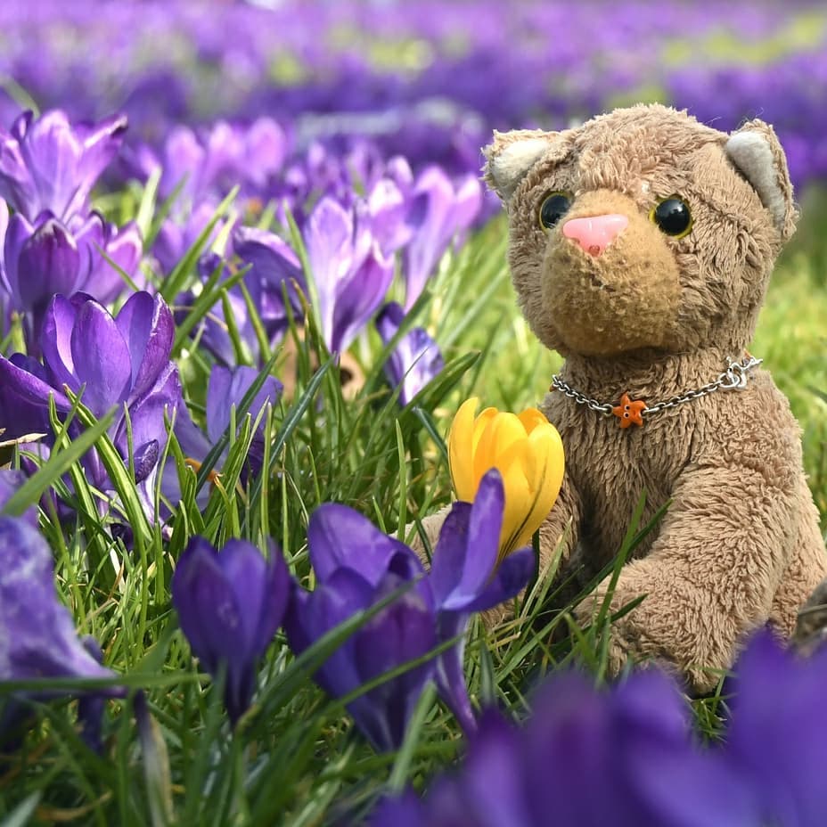 Wo bleibt der Frühling?Wird es jemals wieder warm? Erst gestern konnten wir noch Draußen umherlaufen mit nichts am Leib als unserem Fell, und regnete es heute mal wieder. Nicht viel fehlte, und es wäre Schneefall gewesen. Welch Ironie – gestern badeten wir in der Sonne, heute ertranken wir im Regengrau des Winters.Wo bleibt der Frühling?Zum Glück wurde es gegen Nachmittag etwas besser. Und so ließen wir uns ein wenig durch die Gegend fahren. Wir machten eine kleine Pause bei den blauen Krokussen, damit auch Niara die ganze Vielzahl mit eigenen Augen sah. Und da konnte man es genau sehen: Einst war der Frühling da, aber an der bitteren Kälte bemerkte man, dass er nicht besonders lange blieb. Er verschwand wieder.Wo bleibt der Frühling?🇬🇧 Where&#039;s the spring?Does it ever get warm again? Yesterday we could walk outside with nothing on but our fur, and today it was raining again. Not much and it would have been snowfall. What irony - yesterday we bathed in the sun, today we drowned in the rainy gray of winter.Where&#039;s the spring?Fortunately it got a little better towards the afternoon. And so we let us drive around a little. We took a short break by the blue crocuses so that Niara could see the whole variety with her own eyes. And there we could see it clearly: Once upon a time, spring was here, but the bitter cold showed that spring didn&#039;t last very long. The spring disappeared again.Where&#039;s the spring? #BringOnSpring  #Spring  #Krokus  #Crocus  #WiesbadenBiebrich  #BiebrichSchlosspark  #WiesbadenSchlosspark  #JubaOnTour  #AcinonyxJubatus  #Cheetah  #Juba  #PlushiesOfInstagram  #PlushiesOfGermany  #Stofftier  #Plueschtier  #Plushie  #Kuscheltier  #plushies  #plushiecommunity  #instaplushies  #stuffies  #stuffiesofinstagram  #plushielife