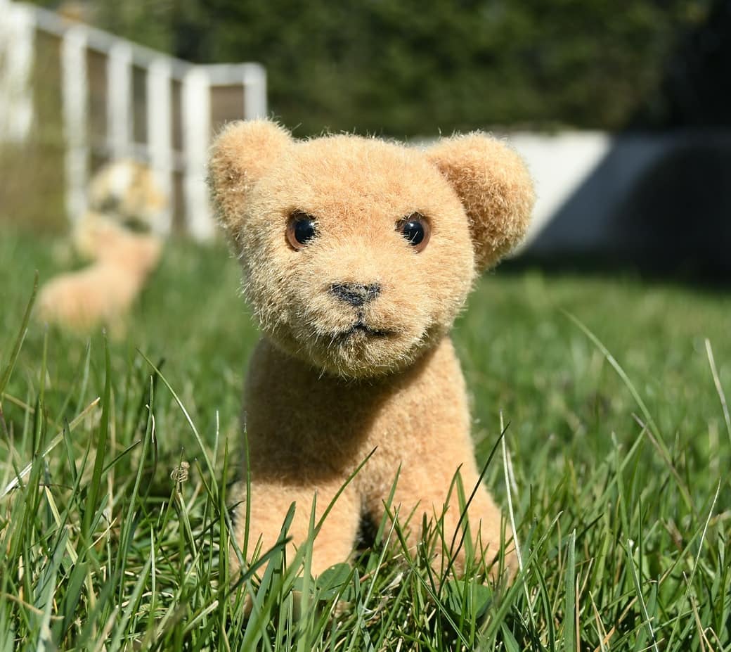 Die Kinder suchten – in Löchern, zwischen Felsspalten, unter Hölzern und Gräsern. Plötzlich erklang ein Rufen nahe dem Hochbeete. Konnte es sein? Alle Kinder kamen, um von der Entdeckung zu sehen, die eines Rufes Wert. Mneka fand einen Blumentopf, der ganz verdreht im Grase lag – ihr kam es verdächtig vor. Zhuri und Swede stülpten den Topf um und fanden das letzte Osterartefakt.Jetzt ward es ein richtiges Ostern.Frohe Ostern euch allen.Disclaimer: Ich bekomme nichts, aber auch wirklich gar nichts für die bildliche Darstellung jenes bekannten Schokoladenhasens – kein Geld, kein Essen, keinen Dank. Nichts. Es ist sozusagen unbezahlte Werbung.🇬🇧 The children explored the whoke garden - they searched in holes, between crevices, under woods and grass. Suddenly there was a shout near the raised beds. Could it be? All the children came to see the discovery that was worth a reputation. Mneka found a flowerpot lying twisted in the grass - it struck her as suspicious. Zhuri and Swede turned the pot over and found the last Easter artifact.Now it was a real Easter.Happy Easter everyone. #Easter  #HappyEaster  #Versteckspiel  #Ostern  #FroheOstern  #Eierfaerben  #Osterhase  #EasterBunny  #Forsythie  #JubaOnTour  #AcinonyxJubatus  #Cheetah  #Juba  #PlushiesOfInstagram  #PlushiesOfGermany  #Stofftier  #Plueschtier  #Plushie  #Kuscheltier  #plushies  #plushiecommunity  #instaplushies  #stuffies  #stuffiesofinstagram  #plushielife