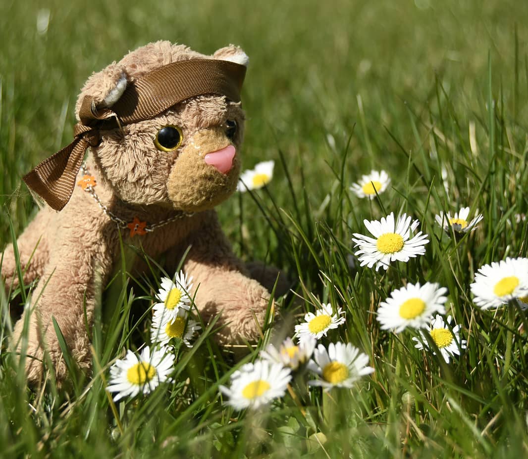 Hallo, ihr Hübschen, hier ist Swede und ich stecke Hals über Kopf in Gänseblümchen. Denn Papa kam eben zu mir und fragte mich, ob ich ihm beim Blumenpflücken helfen könnte. Also stehe ich hier und pflücke, während sich Paps bei Mneka herumtreibt. Keine Ahnung, was er mit den Gänseblümchen vorhat.🇬🇧 Hello, you pretty ones, this is Swede and I&#039;m head over heels within the daisies. Because Papa just came up to me and asked me if I may help him picking flowers. So I&#039;m standing here and pick while Dad hangs around at Mneka, chit chatting. I don&#039;t know what he&#039;s going to do with the daisies. #Daisies  #Gaensebluemchen  #Blumenpfluecken  #Flowers  #Grass  #JubaOnTour  #AcinonyxJubatus  #Cheetah  #Juba  #PlushiesOfInstagram  #PlushiesOfGermany  #Stofftier  #Plueschtier  #Plushie  #Kuscheltier  #plushies  #plushiecommunity  #instaplushies  #stuffies  #stuffiesofinstagram  #plushielife