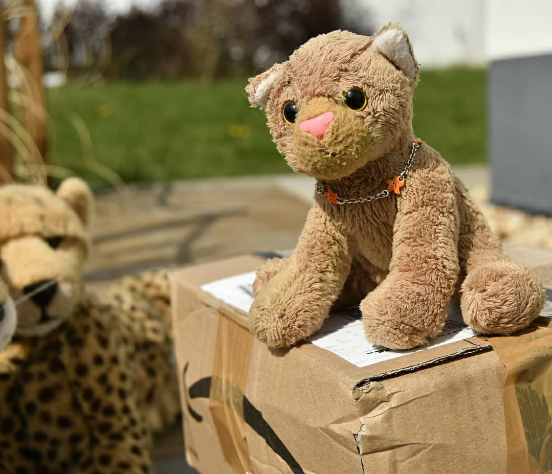 O weh. Gestern - wir waren gerade fertig mit den Sonnenblumen – hielt ein Paketvorbeibringauto vor unserer Nase, und ehe der Bote aus dem Auto stieg, sprang Swede auf diesen zu und stand bereit, wie üblich, das Paket in Empfang zu nehmen. Das, zumindest, dachte ich. Was ich mir jedoch nicht erträumen ließ: Es waren der Pakete drei. Drei!Aber irgendwer muss sie ja nehmen...Swede hatte alle Mühe, die Kisten herzuschleppen – jede Einzelne überragte sie ums Zweifache. Und der Postbote war längst enteilt, als dass er beim Tragen helfen konnte. Als das geschafft, versammelten wir uns rasch am Paketauspackpunkt auf der Terrasse, um zu sehen, was in den Kisten war.🇬🇧 Oh dear. Yesterday - we had just finished with the sunflowers - a parcel delivery car stopped in front of our noses, and before the mail man got out of the car, Swede jumped right to him and stood ready, as usual, to receive the weekly package. This is what I thought. But what I never dreamed of: There were three of packages. Three!But someone has to take them...Swede struggled to haul the boxes - each of them was twice as tall as she was. And the postman had hurried long before he could help carry&#039;em. When it was done, we quickly gathered at the parcel unpacking point on the terrace to see what was in the boxes. #Unboxing  #PostMan  #Parcels  #Transportbox  #JubaOnTour  #AcinonyxJubatus  #Cheetah  #Koesen  #KoesenerSpielzeug  #PlushiesOfInstagram  #PlushiesOfGermany  #Stofftier  #Plueschtier  #Plushie  #Kuscheltier  #plushies  #plushiecommunity  #instaplushies  #stuffies  #stuffiesofinstagram  #plushielife