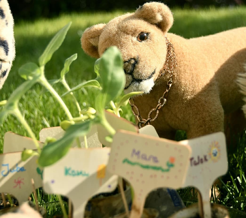 Heute war es so weit: Die Sonnenblumenbabies wurden freigelassen, hinaus in den Garten. Aber zunächst einmal versammelten wir uns um die kleinen Riesenblumen, damit wir sie noch einmal in ganzer Größe bewundern konnten. Und was soll ich sagen, die Sonnenblume Niaras ist die Kräftigste von allen. Gleich danach kam Mnekas Blume, die ähnlich eindrucksvollen Wuchses ist. Es scheint, als haben die Damen aus dem Hause der Whiteclawes tatsächlich ein Pfötchen für Blumen.Während die sechs der neun Blümchen munter wuchsen, stellte unser Mensch noch drei weitere Sonnenblumenkerne zur Verfügung, damit auch Talek, Swede und ich eine Blume zum Pflegen bekämen. Aber so recht wollte es auch mit diesen nicht gelingen. Ob etwas an den Rollen nicht richtig war? Immerhin wuchs Swedes zweite Pflanze ein wenig. Hoffen wir, dass wenigstens diese groß und stark wird.🇬🇧 Today time had come to release the sunflower babies into the garden. But first of all we gathered around the small, giant flowers so that we could admire them once again in full size. And what can I say, the Niaras sunflower is the most powerful of them all. Mneka&#039;s flower came right behind, which is similarly impressive in growth. It seems that the ladies of the Whiteclawes do have some gardening talent.While the six of the nine flowers grew briskly, our human provided three more sunflower seeds so Talek, Swede and I could also get a flower to look after. But it didn&#039;t really work out with these either. Was there something wrong with the paper roles? At least Swede&#039;s second plant grew a little. Let&#039;s hope at least this one will be big and strong. #Gartenarbeit  #Sonnenblume  #Pflaenzchen  #ScoutsLoveMotherEarth  #PlushieSunflowerChallenge2021  #SunflowerChallenge2021  #JubaOnTour  #AcinonyxJubatus  #Cheetah  #PlushiesOfInstagram  #PlushiesOfGermany  #Stofftier  #Plueschtier  #Plushie  #Kuscheltier  #plushies  #plushiecommunity  #instaplushies  #stuffies  #stuffiesofinstagram  #plushielife  #Koesen  #KoesenerSpielzeug 