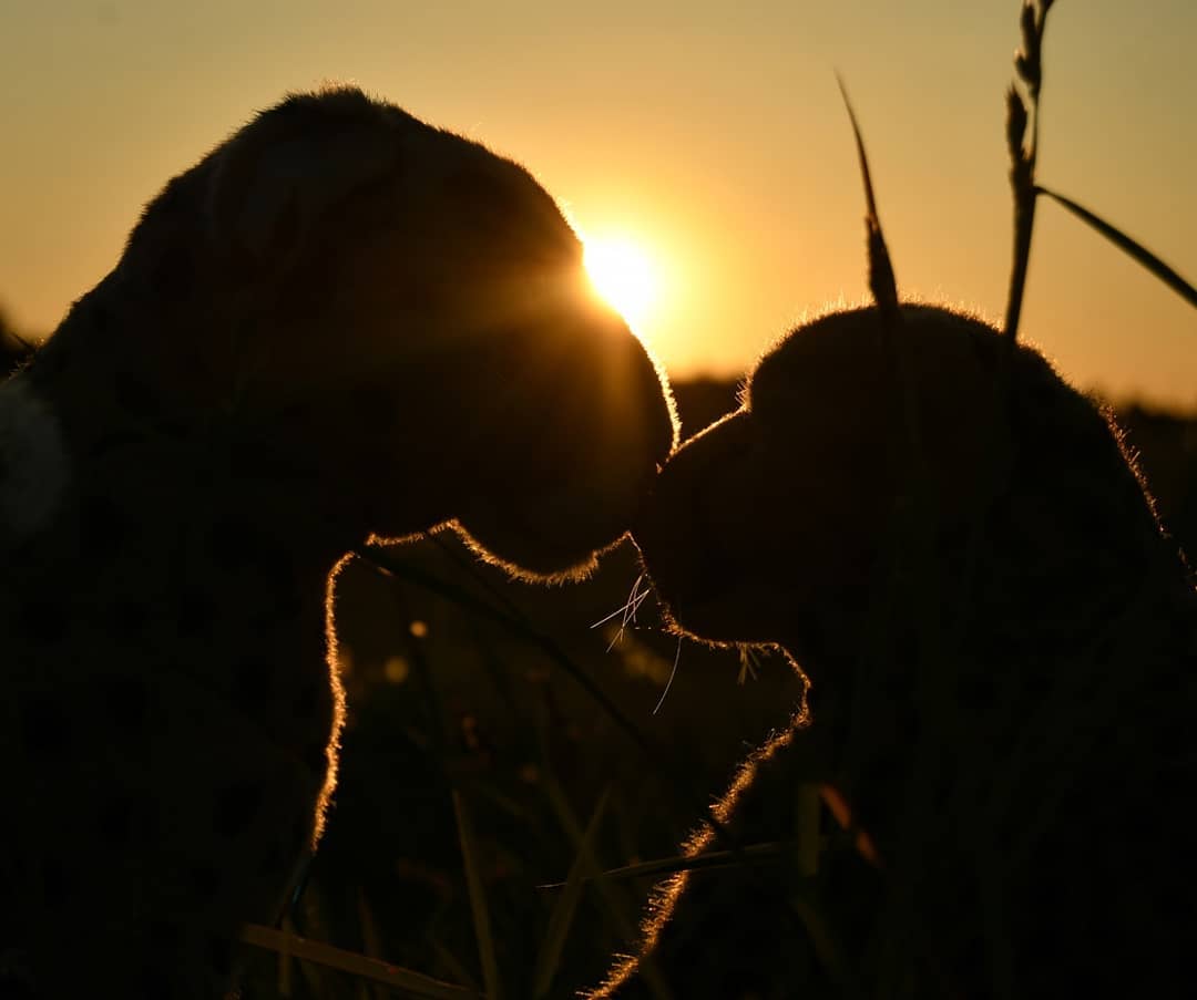 Und so lagen wir im Gras, nahe dem Rapsfeld, ein jeder dicht an dicht beim anderen und begleiteten die Sonne in den Schlaf. Niemand sprach ein Wort, der Blick aus goldenem Aug war voll Bewunderung für das Farbenspiel am Himmel. Und plötzlich, als die Sonne hinterm Hain darniedersank, da stimmte Niara eine alte Volksweise an.Ach, ich wünschte, ihr wäret dabeigewesen, die Wärme des Moments zu fühlen…In deinem Schoße geborgen,Seliger Schlummer an Mamas Brust,Schaut dürstend aus nach dem Morgen,Funkelndes Auge von Lebenslust.Der Sonne Glanz wärmt’s Tupfenfell,Auf Leib und Läufen und Angesicht.Wie Blumen lechzend dem süßen Quell,Das Haupt erhoben nach flammend Licht.Der Hauch des Windes streift Tieres Nase,Faucht heiß den Odem in die Luft,Vertieft im Reden mit dem Grase,Von Schmerz, von Liebe, von Sterbens Duft.Bist Begehren allen Strebens,Bist Daseins räudige KrallenhandBist die Wiege allen Lebens,Bist Heimat, mein - o, Goldenes Land.🇬🇧 And so we lay in the grass, near the rape field, each one close to the other and accompanied the sun to sleep. Nobody spoke a word, the gaze from golden eyes was full of admiration for the play of colors in the sky. And suddenly, as the sun was slowly setting behind the grove, Niara began an old folk song.Oh, I wish you had been there to feel the warmth of the moment...Roughly translated:Safe in your lap,Blissful slumber on mommy&#039;s breast,Looks thirsty for the morning,Sparkling eye of life&#039;s lust.The rays of sun warm spotted furOn body, legs and face so bright.Like flower longing for the spring,The head lifted up to flaming light.The breath of wind strokes cheetah&#039;s nose,The whiff hissed hotly into the air,Deep in talking to the grassOf pain, of love, of the scent of decease.You&#039;re the desire of all striving,You&#039;re existence&#039; mangy clawed handYou&#039;re the cradle of all life,You&#039;re my mother - oh, Golden Land. #Volksweise  #Sunset  #SunIsLove  #Rapeseed  #Family  #Grass  #Gepardenwetter  #JubaOnTour  #AcinonyxJubatus  #Cheetah  #PlushiesOfInstagram  #PlushiesOfGermany  #FieldsOfGold  #Plushie  #Kuscheltier  #plushies  #plushiecommunity  #instaplushies  #stuffies  #stuffiesofinstagram