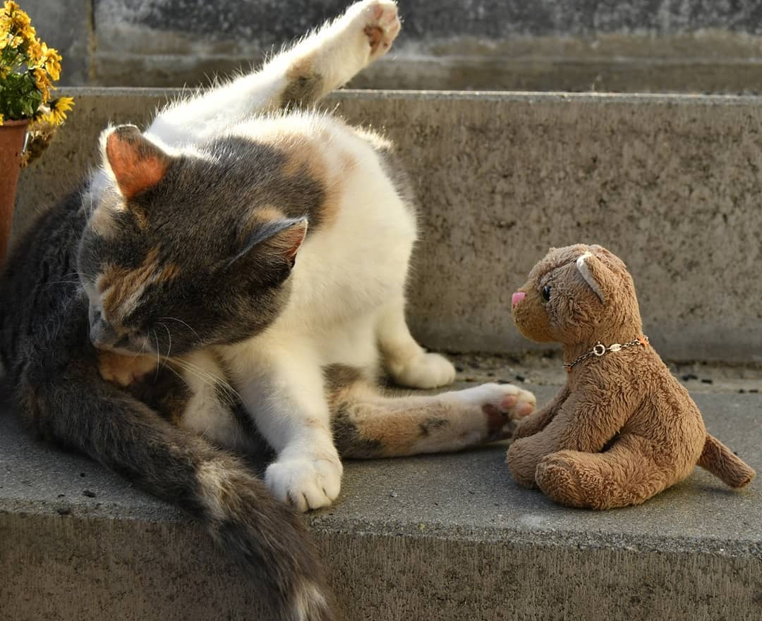 😺 Hallo Sie. Hallo? Haaaallo, darf ich Sie kurz stören? Ich wollte- also wo geht es denn hier zum Hausverkäufer?🐱 Hmm?😺 Ich möchte zum Hausverkäufer. Der soll hier irgendwo-🐱 Mausverkäufer?😺 Ja, zum Hausverkäufer.🐱 Von einem Mausverkäufer habe ich noch nichts gehört. Hier fängt jeder seine Mäuse noch selbst.😺 Wieso Mäuse?🐱 Fragtest du nicht eben nach einem Mausverkäufer?😺 Ja, ich fragte nach einem Hausverkäufer. Deshalb wundere ich mich, warum Sie plötzlich von Mäusen erzählen. Also, was ist nun, wo geht es denn nun zum Hausverkäufer?🐱 Wie gesagt, hier gibt es keinen Mausverkäufer...😺 ...🇬🇧😺 Hello over there. Hello? Heeeello, may I disturb you for a moment? I wanted to know, where I could find the house seller.🐱 Hmm?😺 I&#039;m looking for the house seller. He&#039;s supposed to be here somewhere.🐱 Mouse seller?😺 Yes, to the house seller.🐱 I haven&#039;t heard from a mouse seller. Everyone&#039;s catching their own mice here.😺 Why mice?🐱 Didn&#039;t you just ask about a mouse seller?😺 Yes, I asked about a house seller. That&#039;s why I&#039;m wondering why you suddenly start talking about mice. So could you help to find the house seller?🐱 As I said, there is no mouse seller here...😺 ... #Misunderstanding  #Missverstaendnis  #Waschtag  #Hoeflichkeit  #Mausverkaeufer  #Hausverkaeufer  #Houseseller  #Mouseseller  #JubaOnTour  #AcinonyxJubatus  #Cheetah  #PlushiesOfInstagram  #PlushiesOfGermany  #Stofftier  #Plueschtier  #Plushie  #Kuscheltier  #plushies  #plushiecommunity  #instaplushies  #stuffies  #stuffiesofinstagram  #plushielife  #Koesen  #KoesenerSpielzeug 