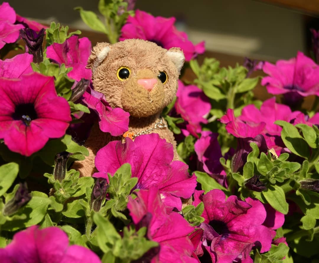 Guten Morgen! #GoodMorning  #Flowers  #Summer  #JubaOnTour  #AcinonyxJubatus  #Cheetah  #PlushiesOfInstagram  #PlushiesOfGermany  #Stofftier  #Plueschtier  #Plushie  #Kuscheltier  #plushies  #plushiecommunity  #instaplushies  #stuffies  #stuffiesofinstagram  #plushielife