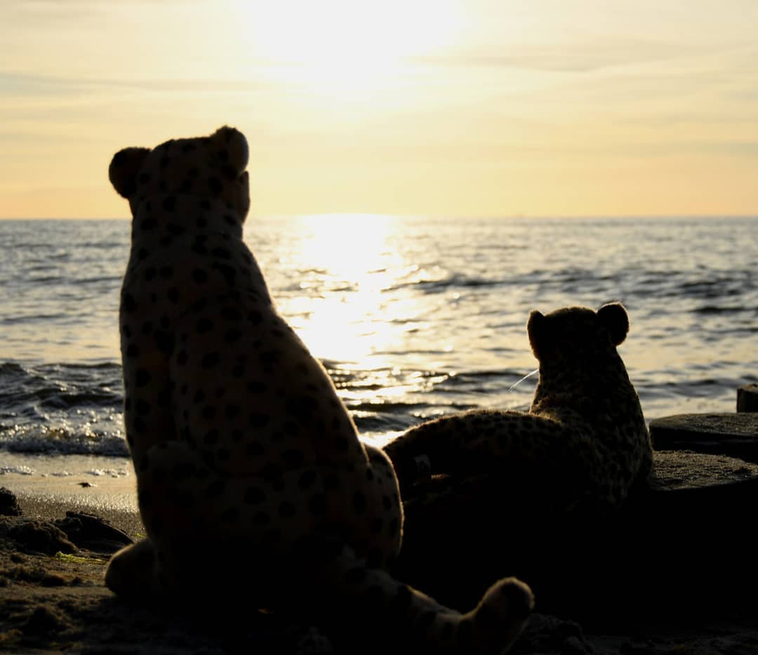 Der Tag am Strand verging wie im Flug, wiewohl wir nichts weiter taten als Nichtstun. Mal lagen wir auf der einen, mal auf der anderen Seite, mal auf dem Bauch und auf dem Rücken auch. Und plötzlich sank die Sonne vom Himmel hernieder.Der Tag war vorüber.Als sie’s sah, schreckte Niara auf, denn längst mussten die Kleinen im Bett sein. Sie rief Swede und Mneka zu sich, bat sie, alle Habseligkeiten zusammenzutragen, auf dass wir den Nachhauseweg gehen konnten.O weh – plötzlich hob ein Katzenjammer der schlimmsten Sorte an, denn die Kinder wollten noch nicht ins Bett, erst recht nicht Mneka, die zum ersten Mal sehen würde, wie die Sonne ins Meer fiele. Und überhaupt wäre es eine ausgemachte Gemeinheit, den so schönen Tag so jählings abzubrechen. Eine Gemeinheit!Zur zweifachen Größe herangewachsene Kinderaugen sahen auf mich, sahen auf Niara und besahen wieder mich, baten, flehten, hofften, ich fände Mittel und Wege, die gestrenge Mama umzustimmen. Und so tat ich, was jeder Kater in dieser Situation täte: Ich legte mich zu meinem wunderschönen Weib, warf ihr verträumte Blicke zu und und säuselte süßliche Dinge über ihr Ebenmaß; zugleich versprach ich ihr, die Kinder nach Hause zu tragen, falls sie nachher zu müde zum Laufen wären. Doch bis dahin sollten sie den Sonnenuntergang genießen dürfen, gerade so, wie wir – Niara und ich – den Moment genießen würden.Also saßen wir noch zwei weitere Stunden, bis die Sonne im Rot verging.Fortsetzung folgt... #GraalMueritz  #Sonnenuntergang  #Ostsee  #Sunset  #BalticSee  #Urlaub  #Holidays  #Sea  #Meer  #Water  #Beach  #Summer  #FirstTime  #JubaOnTour  #AcinonyxJubatus  #Cheetah  #PlushiesOfInstagram  #PlushiesOfGermany  #Plushie  #Kuscheltier  #plushies  #plushiecommunity  #instaplushies  #stuffies  #stuffiesofinstagram  #plushielife  #Koesen  #KoesenerSpielzeug 