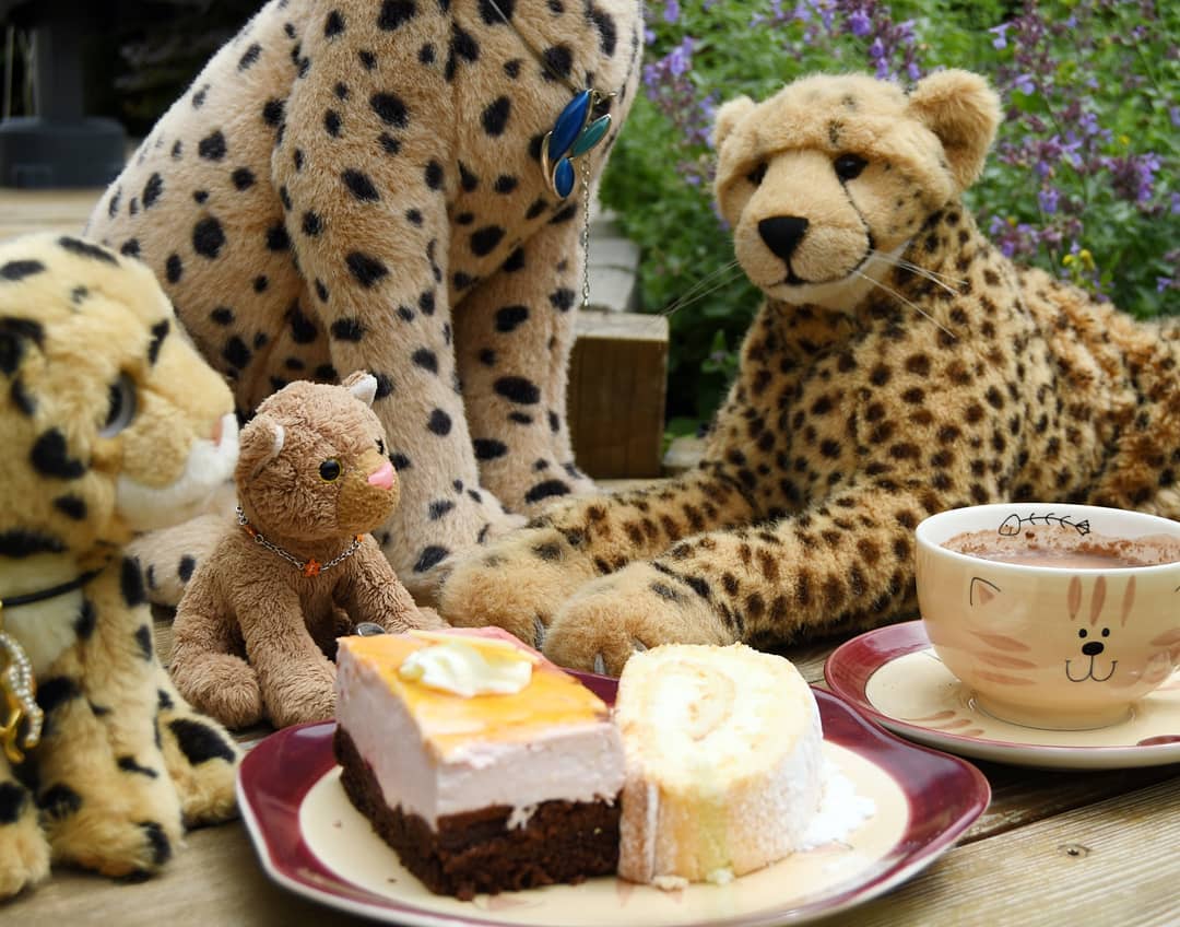 Sunday - breakfast time, today with cake and cocoa. You might think that a piece of cake is not the right ingredients for a well-ballanced breakfast, and I have to say: Sure it is! For weeks, one gray day has lined up after the next. And only cake can make the rainy mind sunny.If you want, take a seat and grab a piece of the piece of cake. A wonderful  #PlushieSundayBreakfastClub to all of you. And thank&#039;s for hosting, @edward_the_foxwood_bear.🇩🇪 Sonntag – Frühstückszeit, heute mit Torte und Kakao. Wer jetzt denkt, ein Stück Torte sei doch nicht das Richtige für ein Frühstück, dem muss ich sagen: Doch. Seit Wochen reiht sich ein grauer Tag an den nächsten. Und nur Kuchen vermag es, das verregnete  Gemüt sonnig werden zu lassen.Wenn ihr wollt, setzt euch dazu und nehmt euch ein Stück vom Stück. Euch allen einen wunderbaren  #PlushieSundayBreakfastClub. #Frustessen  #Breakfast  #Sunday  #PieceOfCake  #Cake  #RaspberryCake  #Cocoa  #JubaOnTour  #AcinonyxJubatus  #Cheetah  #PlushiesOfInstagram  #PlushiesOfGermany  #Plushie  #Kuscheltier  #plushies  #plushiecommunity  #instaplushies  #stuffies  #stuffiesofinstagram  #plushielife  #Koesen  #KoesenerSpielzeug 