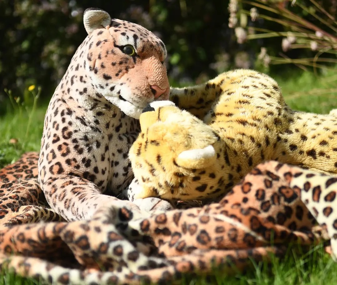 If Saturday morning came and suddenly the leopard blanket is missing and the doors are slamming and nobody there in the house, then they are all hanging around in the garden, enjoying the sun and celebrating the  #PlushieCuddlySaturday with @julie_the_davies.🇩🇪 Wenn an einem Samstag Morgen plötzlich die Leopardendecke fehlt und die Türen fliegen und keiner mehr im Haus ist, dann lungern sie wohl alle im Garten herum, genießen die Sonne und feiern den  #PlueschtierKnuddelSamstag mit @julie_the_davies. #PlushieCuddlySaturday  #Caturday  #Saturday  #Picknick  #Leopardendecke  #Garten  #Sonne  #JubaOnTour  #AcinonyxJubatus  #Cheetah  #PlushiesOfInstagram  #PlushiesOfGermany  #Plushie  #Kuscheltier  #plushies  #plushiecommunity  #instaplushies  #stuffies  #stuffiesofinstagram  #plushielife