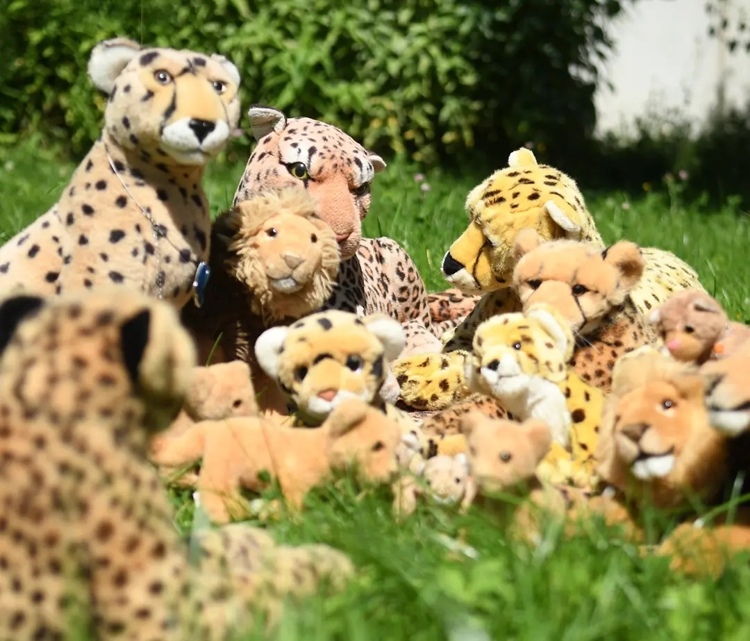 Summer is coming – Teil 1🐆 Kinder! Niara! Wo bleibt ihr denn? Und wo sind Mara und die Löwenbande? Tia? Pumuzi? Ihr alle- ihr- ihr alle kommt in den Garten. Kinder...Einige Momente voller Tumult und Gemurmel und Gedränge später...😸 Was schreist du denn so, Dad?😺 Und warum bist du ganz außer Atem?😸 Haben Mom und du etwa wieder...😾 Swede!😸 Was denn? Ich frage mich nur, ob sie wieder die ganze Nacht Fangen gespielt haben.🐆 Möchtet ihr für einen Moment das Geschnatter lassen? Ich habe eine Pränuntiation zu machen.😸 Was ist eine Pränuntation?😺 Keine Ahnung. Aber gleich werden wir es wissen.Fortsetzung folgt...🇬🇧 Summer is coming - part 1🐆 Kids! Niara! Where are you? And where are Mara and the pride of lions? Tia? Pumuzi? All of you- you- all of you come into the garden. Kids...A few moments of commotion and murmur and scrimmage later...😸 What are you yelling about, dad?😺 And why are you so breathless?😸 Did you and Mom had...😾 Swede!😸 Huh? Just wonder if they played tag all night again.🐆 Would you like to stop the chatter for a moment? I have a prenuntiation to do.😸 What is a prenuntation?😺 No idea. But we&#039;ll know soon, I guess.To be continued... #EndlichSonne  #Badespass  #Picknick  #Leopardendecke  #Garten  #Sonne  #JubaOnTour  #AcinonyxJubatus  #Cheetah  #PlushiesOfInstagram  #PlushiesOfGermany  #Plushie  #Kuscheltier  #plushies  #plushiecommunity  #instaplushies  #stuffies  #stuffiesofinstagram  #plushielife  #Koesen  #KoesenerSpielzeug 