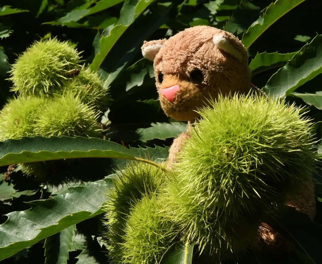 Hallo, hier ist eure Swede,während sich Juba nach neuen Anwesen umsah, die zu seinem Größenwahn passen, schlenderten Mneka und ich durch den angrenzenden Schlosspark. Wir wollten sehen, was es zu entdecken gibt und fanden etwas wirklich Seltsames: Grüne Igel auf Bäumen. Nanu. Wir kletterten auf den Baum, um die Igel von Nahem zu sehen, um mit ihnen zu reden, um sie zu fragen, ob sie mit uns spielen würden – nichts passierte. Die Igel machten wohl Mittagsschlaf und niemand konnte sie wecken, der nicht gepikt werden wollte.Also ließen wir die Igel schlafen und streunten weiter umher. Plötzlich trafen wir ein Eichhörnchen. Wir eilten hin, um es von Nahem zu sehen, um mit ihm zu reden, um es zu fragen, ob es mit uns spielen würde – nichts passierte. Es rannte mit einer Eichel im Maul den Baum hinauf. Wahrscheinlich war Essenszeit.Also ließen wir das Eichhörnchen essen und streunten weiter umher. Plötzlich trafen wir eine blaue Holzbiene. Wir eilten hin, um sie von Nahem zu sehen, um mit ihr zu reden, um sie zu fragen, ob sie mit uns spielen würde – nichts davon passierte. Die Biene flatterte von Blüte zu Blüte, als ob wir gar nicht da waren.Das war seltsam. Alle waren sooo beschäftigt, und dabei war doch Sonntag. #Castle  #SchlossparkBiebrich  #Wiesbaden  #CarpentderBee  #Squirrel  #Holzbiene  #Esskastanie  #JubaOnTour  #AcinonyxJubatus  #Cheetah  #PlushiesOfInstagram  #PlushiesOfGermany  #Plushie  #Kuscheltier  #plushies  #plushiecommunity  #instaplushies  #stuffies  #stuffiesofinstagram  #plushielife  #Koesen  #KoesenerSpielzeug 