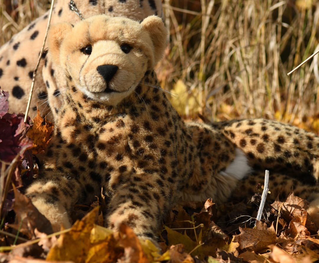 Wie nennt man eine Raubkatze im Herbst? Naaa, kommt ihr drauf? Genau: eine Laubkatze! 😁Wer jetzt noch keine Kopfschmerzen hat, dem wünsche ich einen guten Morgen. #Autumn  #Foliage  #Laub  #Laubkatze  #Raubkatze  #Flachwitz  #JubaOnTheRock  #JubaOnTour  #AcinonyxJubatus  #Cheetah  #PlushiesOfInstagram  #PlushiesOfGermany  #Plushie  #Kuscheltier  #plushies  #plushiecommunity  #instaplushies  #stuffies  #stuffiesofinstagram  #plushielife  #Koesen  #KoesenerSpielzeug