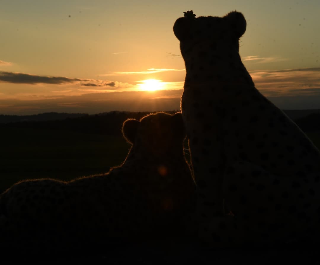 Wie lange ist es her, dass Niara und ich auf meinem Felsen saßen, um die Sonne ins Bett zu bringen?Ich kann’s nicht sagen. Aber wie die Antwort auch lautet, jeder Tag ohne Sonnenuntergang mit ihr ist viel zu lang. Umso schöner ist es dann, wenn wir mal wieder Zeit dafür finden.🇬🇧How long has it been since Niara and I sat on my rock to bring the sun to bed?I don&#039;t know. But whatever the answer is, any day without a sunset with her is too long. It is all the nicer when we have time for watching the sunset. #Sunset  #Sonnenuntergang  #GoldenHour  #GoldeneStnde  #Silhouettes  #Shadows  #JubaOnTheRock  #JubaOnTour  #AcinonyxJubatus  #Cheetah  #PlushiesOfInstagram  #PlushiesOfGermany  #Plushie  #Kuscheltier  #plushies  #plushiecommunity  #instaplushies  #stuffies  #stuffiesofinstagram  #plushielife  #Koesen  #KoesenerSpielzeug