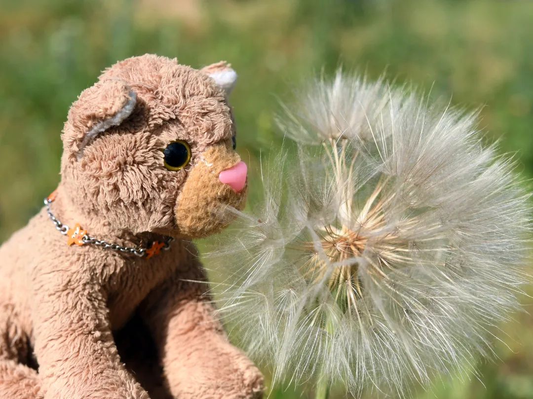 Habt ihr schon einmal eine sooo große Pusteblume gesehen? Die ist fast so groß wie ich.🇬🇧Have you ever seen such a big dandelion? It&#039;s almost as big as me. Wonder, what this actually is. #Pusteblume  #Loewenzahn  #Dandelion  #JubaOnTour  #plushie  #plushies  #stuffies  #plushiesofinstagram  #theinstaplushies  #Plueschtier  #plushiecommunity  #stuffiecommunity  #plushiesofgermany  #plushielife