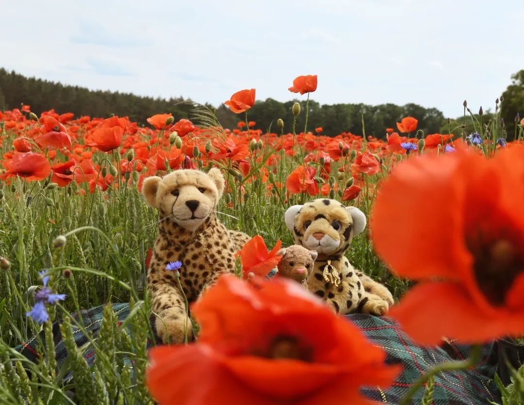 Seht ihr das? Sieht ihr’s? Das sind Mohnblumen. Sagt, sind die nicht voll geil? Das sind mindestens einundzwanzig Stück. Mindestens. Wie viele es genau sind, ist kaum zu beziffern, denn ich habe nur zwanzig Krallen, und alles darüber hinaus kann ich nur raten. Aber wer will schon wissen, wenn doch nur wichtig isst, dass sie da sind? Seht ihr sie? Seht ihr?🇬🇧Look at this. Do you see that? Do you see? These are poppies. Say, aren&#039;t they pawsome? These are at least twenty-one pieces. At least. It&#039;s hard to say exactly how many there are, because I only have twenty claws; and beyond this amount I can only guess. But who wants to know when nothing else matters but the existence of flowers? Do you see that? Do you see? #Poppies  #Mohnblumen  #FieldsOfPoppies  #Mohnblumenfeld  #Blumen  #blumenmeer  #JubaOnTour  #plushie  #plushies  #stuffies  #plushiesofinstagram  #theinstaplushies  #Plueschtier  #plushiecommunity  #stuffiecommunity  #plushiesofgermany  #plushielife