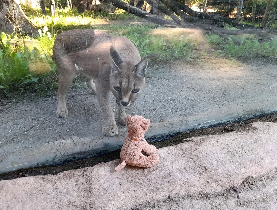 Hallo, hier ist eure Swede. Schon wieder. Ich würde ja gern Paps das Erzählen überlassen, aber der war gestern nicht dabei - ich war nämlich im Dresdner Zoo. Ich habe mich einfach in den Rucksack geschlichen, und als wir da waren, bin ich herausgesprungen, habe gekichert und gesagt: &quot;Hier bin ich.&quot; Und da ich nun einmal da war, konnte ich auch sehen, was es zu sehen gibt.Und zu sehen gab es einiges - Löwen, Geparde, Schneeleoparden, ja sogar Karakals. Seht ihr?PS: Beim nächsten mal erzähle ich euch, wie mir Dad die Ohren langgezogen hat, weil ich ohne Erlaubnis fortgegangen bin.🇬🇧Hello, here is your Swede. Yet again. I&#039;d like to let Dad do all the storytelling, but he wasn&#039;t there yesterday - I was at the Dresden Zoo. I just snuck into the backpack and when we got there I jumped out and giggled and said, &quot;Here I am.&quot; And now that I was there, I was able to see what there ever was to see.And there were a lot to see - lions, cheetahs, snow leopards, even caracals. Do you see?PS: Next time I&#039;ll tell you how I got bawled out because I left without permission. #ZooDresden  #SnowLeopard  #Cheetah  #Lion  #Caracal  #ZooDresden  #Schneeleopard  #Gepard  #Loewe  #Karakal  #JubaOnTour  #PlushiesOfInstagram  #PlushiesOfGermany  #Stofftier  #Plueschtier  #Plushie  #Kuscheltier  #plushies  #plushiecommunity  #instaplushies  #stuffies  #stuffiesofinstagram  #plushielife