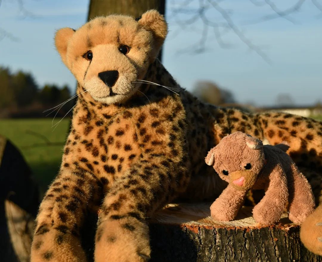 Hallo, hier ist eure zauberhafte Swede. Heute sind Paps und ich ein wenig spazieren gewesen, irgendwie hinten um die Häuser herum, auf ein Feld, neben dem Feld her, irgendwo im Nirgendwo. Ja, ich gebe es zu, das ist jetzt nicht so spannend, aber ich wollte es euch wenigstens gesagt haben.Warum Paps auf den Bildern so seltsam deprimiert dreinblickt, weiß ich auch nicht; vermutlich ärgert er sich, dass er Mama nicht mitgenommen hat. Dann hätten sie auf dem Baumstumpf herumknutschen können.🇬🇧Hello, here is your lovely Swede. Today Dad and I went for a little walk, behind the houses, in a field, next to the field, somewhere in the middle of nowhere. Yes, I admit it, it’s not that exciting, but I wanted to let you know.But I don’t know why Dad looks so strangely depressed on the photographs; he’s probably sag about he didn’t take Mama with him. Then they could have made out on the tree stump. #Sun  #Stroll  #treestump  #Sonne  #Spaziergang  #Baumstumpf  #JubaOnTour  #PlushiesOfInstagram  #PlushiesOfGermany  #Stofftier  #Plueschtier  #Plushie  #Kuscheltier  #koesenerspielzeug  #plushies  #plushiecommunity  #instaplushies  #stuffies  #stuffiesofinstagram  #plushielife