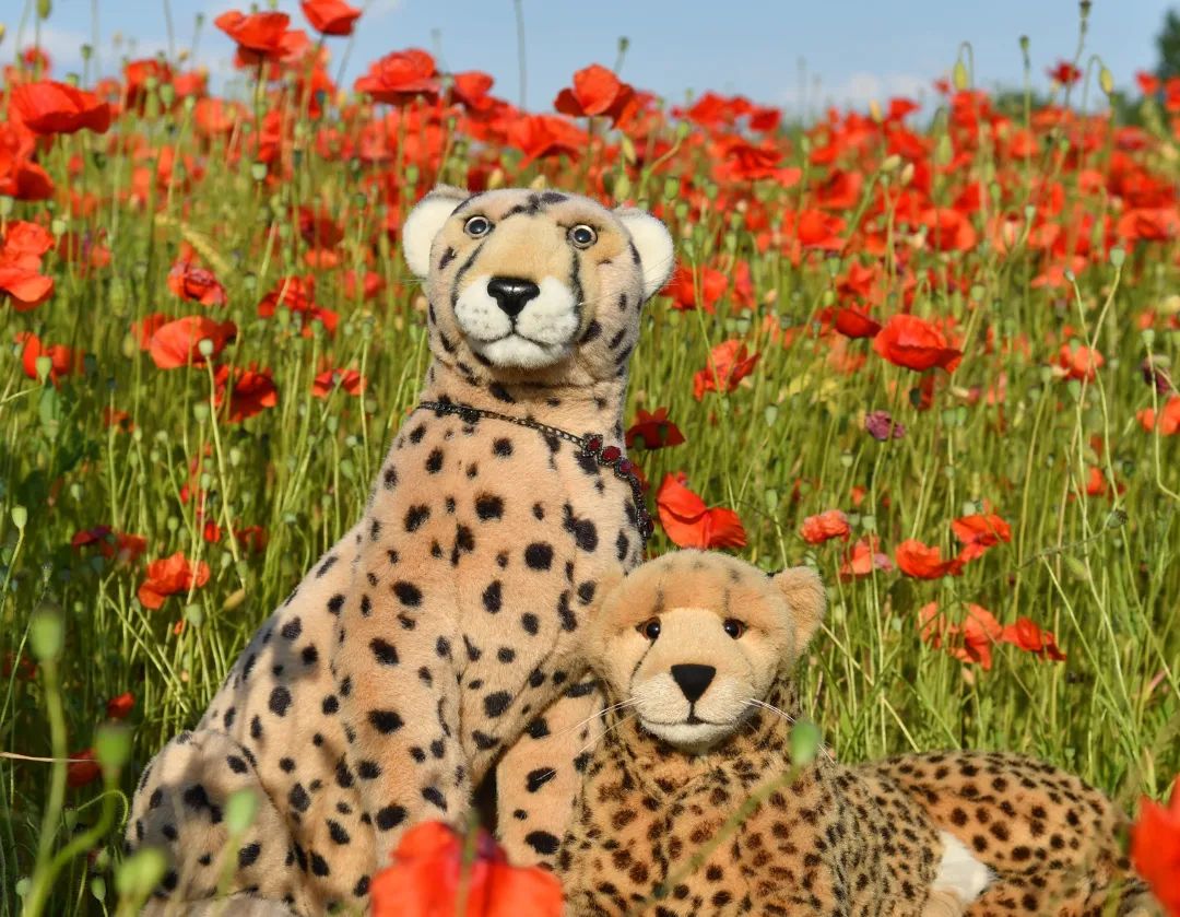 Wenn der Mohn in voller Blüte steht wie eine Honigbiene, dann ist es höchste Zeit für den „Pompösen Mohnblumensprung“ – ihr kennt das ja. Oder etwa nicht? Ich gebe es zu: den pompösen Mohnblumensprung haben wir uns selbst ausgedacht, und gewiss klingt die deutsche Übersetzung etwas sperrig, beschreibt aber ziemlich genau das, was wir hier tun; was hier jeder tun sollte. Also schnappt euch eure Liebste, euren Liebsten, euren Menschen und nichts wie hin zum nächsten Mohnblumenfeld für einen  #PompousPoppyPounce.🇬🇧When the poppies are in full bloom like a honey bee, it&#039;s time for the &quot;pompous poppy pounce&quot; - you know that. Or not? I admit it: we came up with the pompous poppy pounce ourselves, and iz sounds a bit unwieldy, it describes pretty much what we&#039;re doing here; what everyone should be doing. So grab your loved one, your human, your whatever and head to the nearest poppy field for a  #PompousPoppyPounce. #poppy  #poppyfield  #field  #wildflowers  #Mohnblume  #Mohnblumenfeld  #Feld  #Wildblumen  #JubaOnTour  #PlushiesOfInstagram  #PlushiesOfGermany  #Plushie  #Kuscheltier  #plushies  #plushiecommunity  #instaplushies  #stuffies  #stuffiesofinstagram  #plushielife  #plushieadventures  #Koesen  #KoesenerSpielzeug