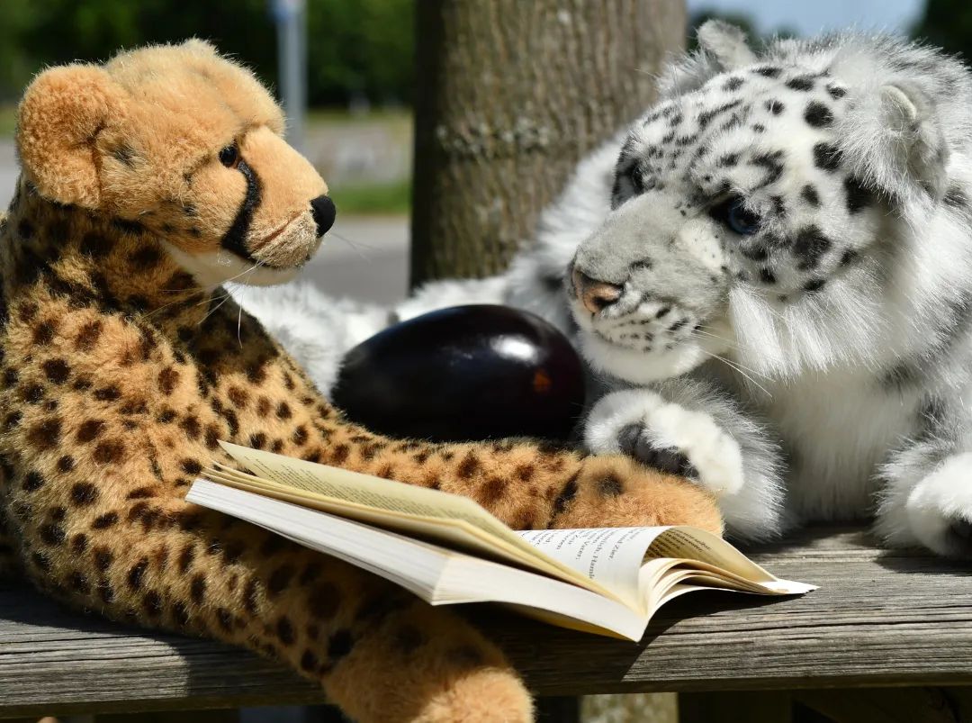 Eine Reminiszenz – Teil 2...🕑 Etwas später auf einer Bank unterm Baume🐱 Guten Tag, mein Herr. Sie sitzen hier so ganz allein – wünschen sie ein wenig Gesellschaft?🐆 Nun, ich habe mein Buch – mehr Gesellschaft entbehre ich nicht. Habt Dank.🕑 Wenig später...😻 Hallo, schöner Mann. Darf ich mich zu ihnen setzen? Mir ist die Zeit so lang, und ihr dürftet sie verkürzen.🐆 Verzeihen sie, Ma’am. Das ist einer meiner wenigen freien Tage - ich möchte nur die Ruhe und mein Buch genießen.🕑 Wenig später...😽 So ganz allein auf einer so großen Bank, Hübscher? Das muss nicht sein.🐆 Bin nicht allein. Ich habe mein Buch!🇬🇧A reminiscence - part 2...🕑 A little later on a bench under a tree🐱 Hello sir. You’re sitting here all alone - would you like some company?🐆 Well, I’ve got my book - I don’t need any more company. Have my thanks.🕑 Little later...😻 Hello handsome. May I take a seat right next to you? I’m so terribly bored, and you know, how to change this.🐆 Pardon me, ma’am. This is one of my few days off - I just want to rest and enjoy my book.🕑 Little later...😽 All alone on a bench that big, cutie? How comes?🐆 Not alone at all. I have my book! #Reminiscence  #TNG  #Horghan  #Jamaharon  #Eggplant  #Trip  #relaxation  #book  #Aubergine  #Ausflug  #Entspannung  #Buch  #JubaOnTour  #PlushiesOfInstagram  #PlushiesOfGermany  #Plushie  #Kuscheltier  #plushies  #plushiecommunity  #instaplushies  #stuffies  #stuffiesofinstagram  #plushielife  #plushieadventures  #Koesen  #KoesenerSpielzeug