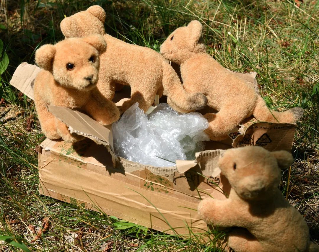 🦁 Tamaa! Was treibst du da?🦁 Zhuri, Makoye, Kavu – was geht hier vor?😺 Swede ist doch gerade nicht da, und da dachten wir: Lass uns das Paket dieses Mal öffnen.🦁 Aber habt ihr Swede nur einmal dabei beobachtet, wie sie einen Karton in Fetzen gehauen hat? Was, wenn etwas Empfindliches darin verborgen oder etwas von hohem Werte? Gebraucht das Köpfchen, ehe ihr darangeht, etwas zu tun!😺 Ja, Mama.😸 Ist gut, Mama.😽 Wird gemacht, Mama.😿 Kommt nicht mehr vor, Mami.🇬🇧🦁 Tamaa! what are you doing🦁 Zhuri, Makoye, Kavu - what&#039;s going on here?😺 Swede isn&#039;t here right now; that&#039;s why we thought: Let&#039;s open the package this time.🦁 But have you ever seen Swede smash a box to shreds? What if something delicate is hidden inside, or something of great value? Use your mind before you set about doing anything!😺 Okay, Mom.😸 Got it, Mom.😽 Next time we will, Mom.😿 Doesn&#039;t happen anymore, Mommy. #Aufreisser  #Paket  #Unboxing  #Shreds  #Parcel  #Box  #JubaOnTour  #PlushiesOfInstagram  #PlushiesOfGermany  #Plushie  #Kuscheltier  #plushies  #plushiecommunity  #instaplushies  #stuffies  #stuffiesofinstagram  #plushielife  #plushieadventures  #Koesen  #KoesenerSpielzeug