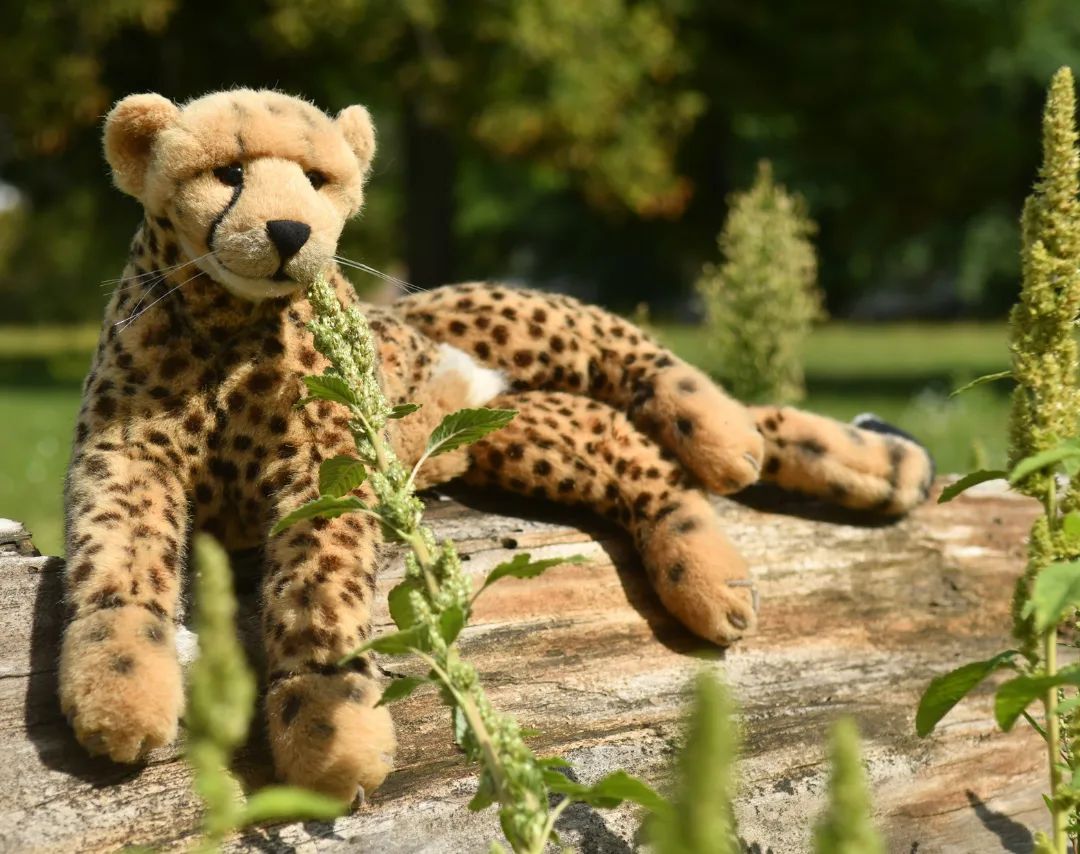 Nur ein Gepard auf einem Baumstamm, umringt von Gras, das scheinbar keiner mähen wollte.🇬🇧Just a cheetah on a tree trunk, surrounded by grass seemingly no one wanted to mow. #Cheetah  #Log  #Grass  #JubaOnTour  #PlushiesOfInstagram  #PlushiesOfGermany  #Plushie  #Kuscheltier  #plushies  #plushiecommunity  #instaplushies  #stuffies  #stuffiesofinstagram  #plushielife  #plushieadventures  #Koesen  #KoesenerSpielzeug