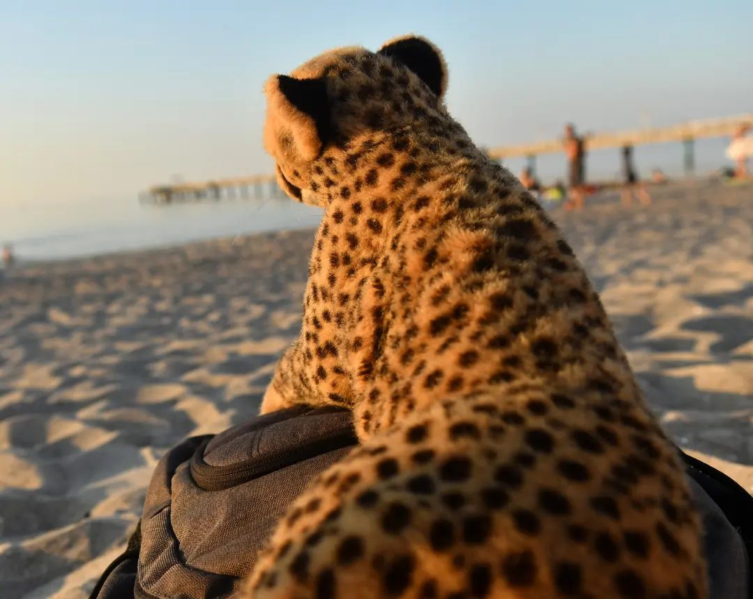 Baywatch! #Strand  #Beach  #Floatie  #Krabbe  #Crab  #Flamingo  #WollWieSau  #GraalMueritz  #JubaAnDerOstsee  #BalticSea  #Ostsee  #JubaAnDerOstsee2023September  #Cheetah  #Vacation  #Gepard  #Abenteuer  #Urlaub  #JubaOnTour  #PlushiesOfInstagram  #Plushie  #Kuscheltier  #plushies  #plushiecommunity  #instaplushies  #theinstaplushies  #stuffies  #plushielife  #plushieadventures  #Koesen  #KoesenerSpielzeug