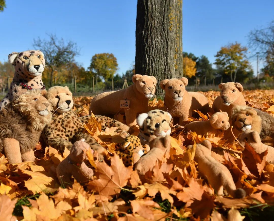 So! Wir starten nun richtig in die Herbstwoche – neulich war das Wetter dermaßen gut, dass niemand noch einen Grund hervorbringen konnte, warum er besser drinnen blieb. Und so kam‘s, dass Mara, Talek, Shari, Moira, Maleka, Tamaa, Makoye, Zhuri, Kavu, Niara, Mneka, Swede, Chee und sogar ich uns zu einer nahegelegenen Ahornbaumgruppe aufmachten. Denn hier lag überall trockenes, wunderbar raschelndes Laub.Gebt es zu, ihr wärt jetzt auch gern im Laubhaufen.🇬🇧Now we’re starting the autumn special! Recently the weather was so good that no one could come up with a reason why it would be better to stay indoors. And so it happened that Mara, Talek, Shari, Moira, Maleka, Tamaa, Makoye, Zhuri, Kavu, Niara, Mneka, Swede, Chee and even I set off to a nearby clump of maple trees. Because here there were dry, wonderfully rustling leaves everywhere.Admit it, you would like to be in the pile of leaves right now. #Maple  #Ahorn  #Autumn  #Leaves  #ColorfulLeaves  #AutumnSpecial  #GoldenOctober  #JubasHerbstSpecial  #Herbst  #Laub  #BunteBlaetter  #HerbstSpecial  #GoldenerOktober  #JubaOnTour  #PlushiesOfInstagram  #Plushie  #Kuscheltier  #plushies  #plushiecommunity  #instaplushies  #theinstaplushies  #stuffies  #plushielife  #plushieadventures  #Koesen  #KoesenerSpielzeug