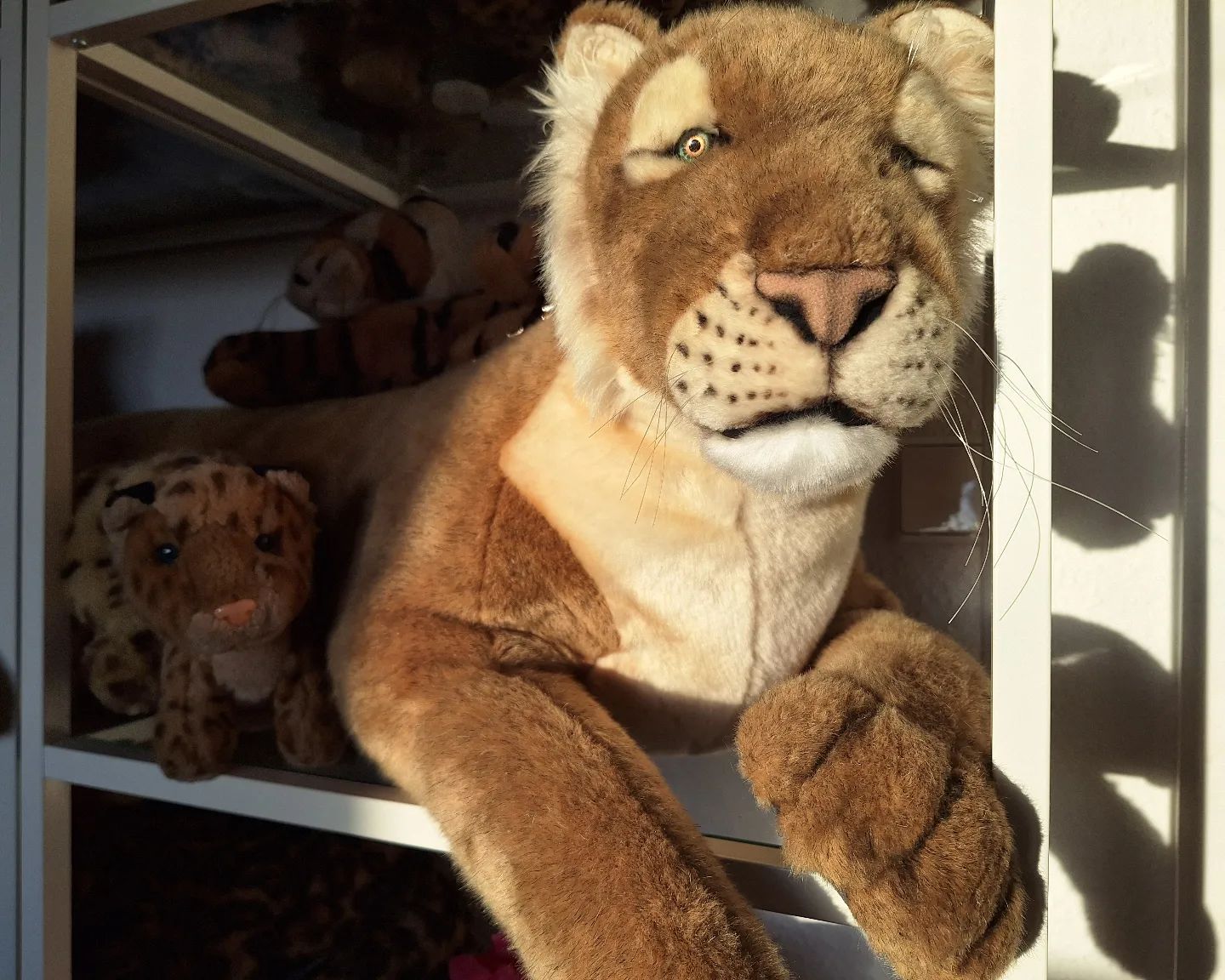 Shoutout to all the shelves and showcases and nets and beds out there - Grumpy Granny wishes all of you a good morning and a wonderful start in the day. #Lioness  #Morning  #Sunrise  #MorningSun  #GoodMorning  #JubaOnTour  #PlushiesOfInstagram  #PlushiesOfGermany  #Plushie  #Kuscheltier  #plushies  #plushiecommunity  #theinstaplushies  #instaplushies  #stuffies  #stuffiesofinstagram  #plushielife  #plushieadventures  #Hansa  #HansaToys  #HansaCreation