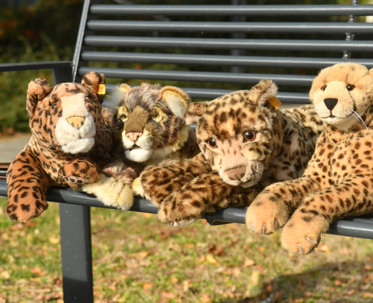 Swede und ich wollten einen Spaziergang machen und waren beinahe aus der Tür heraus, da kamen drei Leoparden aus den Regalen gesprungen, murrten erst und wollten dann wissen, warum wir stets und ständig nach draußen dürften, während alle anderen artig auf dem Regal hocken müssten – jedenfalls wollten sie mit uns kommen, um zu sehen, was es zu sehen gibt. Wenig später saßen wir auf der Bank, weil den dreien die Pfoten wehtaten vom vielen Laufen. Ist das zu glauben? 🤷‍♂️🇬🇧Me and my Swede wanted to go for a walk and were almost out the door when three leopards jumped out of their shelves, grumbling and demanding to know why we were allowed to go outside while everyone else had to sit obediently on the shelf - what ever the answer might be, they wanted to come with us to see what there was to see out there. A little later we were sitting on the bench because the three of them had sore paws from all the walking. 🤷‍♂️ #Cheetah  #Leopards  #Ausflug  #Trip  #JubaOnTour  #PlushiesOfInstagram  #PlushiesOfGermany  #Plushie  #Kuscheltier  #plushies  #plushiecommunity  #instaplushies  #stuffies  #stuffiesofinstagram  #plushielife  #plushieadventures  #Koesen  #KoesenerSpielzeug  #Hansa  #Steiff