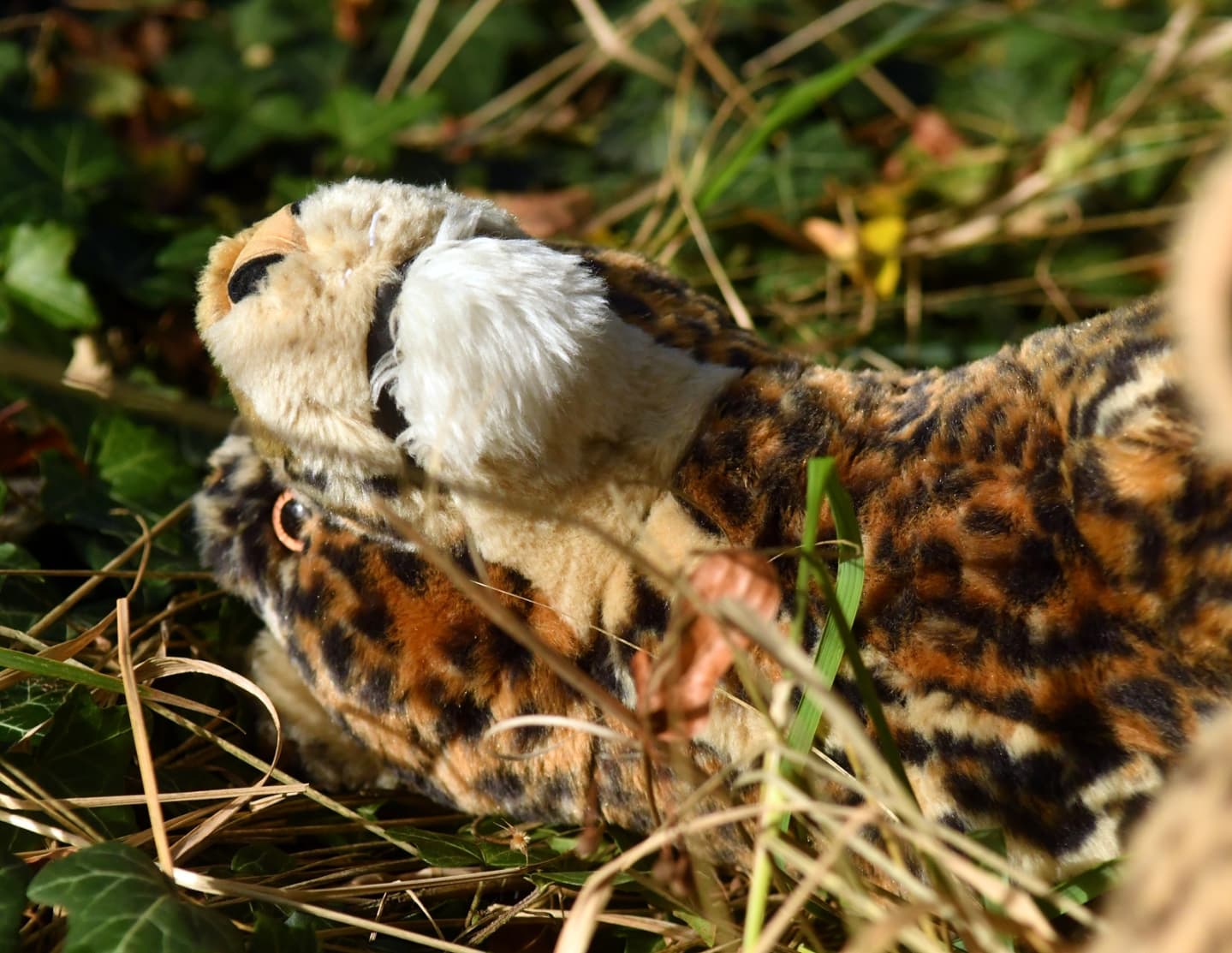 Also führte uns die kleine Leopardin tiefer hinein in den Hain bis hin zum Unfallort. Und dort bot sich uns ein Bild des Elends: Eingeklemmt unter einem mächtigen Ast lag ein Leopard, ächzend und knirschend und matt. Kaum angelangt, sprang die kleine Leopardin ihrem Papa bei, sprach ihm liebreich zu und erzählte auch von Hilfe, die sie herbeirief. Das ging uns an.🐆 O weh, was ist geschehen?😿 Armer Papa.😫 Entweder war der Ast kleiner, als er aussah oder ich bin einfach zu fett geworden. Kacke, das verdammte Ding ist einfach unter meinem Ar... weggebrochen.🙀 Deine Ausdrucksweise, Papa!😫 Ausdrucksweise? Ich bin aus vier Metern Höhe auf meinen Ar...🙀 Papa!😫 Ich bin aus vier Metern Höhe auf meinen Arm gefallen, und ein Ast liegt auf mir – ich habe Schmerzen, Kleines. Erlaube mir wenigstens jetzt ein wenig Impulsivität.🐆 Werter Herr, wie können wir helfen? Wollen wir versuchen, den Ast gemeinsam anzuheben?😫 Ein Versuch ist es wert. Aber das Scheißding ist sauschwer.🕞 Ein paar Augenblicke später...🐆 Auf drei!😫 Eins!🙀 Zwei!🐆😫🙀🐱 Drei!🕞 Noch ein paar Augenblicke später...😿 Juhu, der Ast ist herunter. Geht es dir gut, Papa? Kannst du aufstehen, Papa? Kannst du laufen? Kannst du? Kannst du?😫 Alles in Ordnung, Maji. Deinen alten Papa bekommt auch ein Ast nicht klein. Wenn nur mein Ar... Arm nicht so wehtun würde. 😅🐆 Der Ast mag euch womöglich nicht kleinkriegen, aber ein Sturz aus dieser Höhe ist lebensgefährlich. Freilich geht es mich nichts an, aber sie sollten zukünftig nicht auf Bäumen herumklettern. Was wollten sie überhaupt dort oben?😫 Was ich dort oben wollte? Was ist das denn für eine Frage? Wir sind Leoparden, wir müssen auf Bäume klettern. Ihr müsst schnell rennen, wir müssen auf Bäume klettern. Die Natur will es so.🐆 Aha. Dann, so bitte ich sie, seien sie beim nächsten Mal etwas vorsichtiger, auch im Namen ihrer bezaubernden Maji.😿 Da hat der gepunktete Herr recht, Papa. Du musst vorsichtiger sein.🐆 Ja, ja...Fortsetzung folgt... #Leopards  #Ausflug  #Trip  #Gestuerzt  #Hilfe  #Help  #Notfall  #Emergency  #JubaOnTour  #PlushiesOfInstagram  #PlushiesOfGermany  #Plushie  #Kuscheltier  #plushies  #plushiecommunity