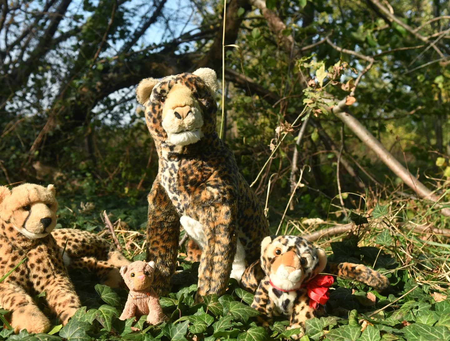 Und als der größte Schrecken vergangen und alle Glieder wieder an den rechten Platz gerückt, beschlossen wir dein Heimweg. Freilich wäre es unhöflich, die aufgewühlten Gemüter allein im Wald stehen zu lassen, drum baten wir sie, uns auf dem Heimweg zu begleiten und einen Tee mit uns zu trinken. Schließlich war all das genug Aufregung für einen Tag. #Leopards  #Ausflug  #Trip  #Gestuerzt  #Hilfe  #Help  #Notfall  #Emergency  #JubaOnTour  #PlushiesOfInstagram  #PlushiesOfGermany  #Plushie  #Kuscheltier  #plushies  #plushiecommunity  #instaplushies  #stuffies  #stuffiesofinstagram  #plushielife  #plushieadventures  #Koesen  #KoesenerSpielzeug