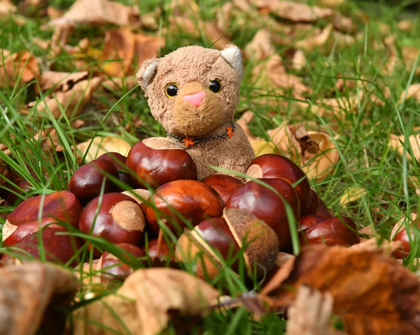 Da ist kein Herbst ohne Kastaniensammeln. Und da ist kein Kastanienmännchenbasteln ohne Kastanien. Zum Glück machte sich Swede auf den Weg und besorgte uns ein paar der wundervoll gemaserten Schönheiten.🇬🇧There is no autumn without collecting chestnuts. And there is no making chestnut figurines without collecting chestnuts. Luckily, Swede went out and got us a few of the wonderfully grained beauties. #Kastanien  #Herbstlaub  #Herbst  #AutumnIsComing  #Autumn  #AutumnColours  #JubaOnTour  #PlushiesOfInstagram  #plushiecommunity  #instaplushies  #stuffies  #stuffiesofinstagram  #plushielife  #plushieadventures  #Koesen  #KoesenerSpielzeug