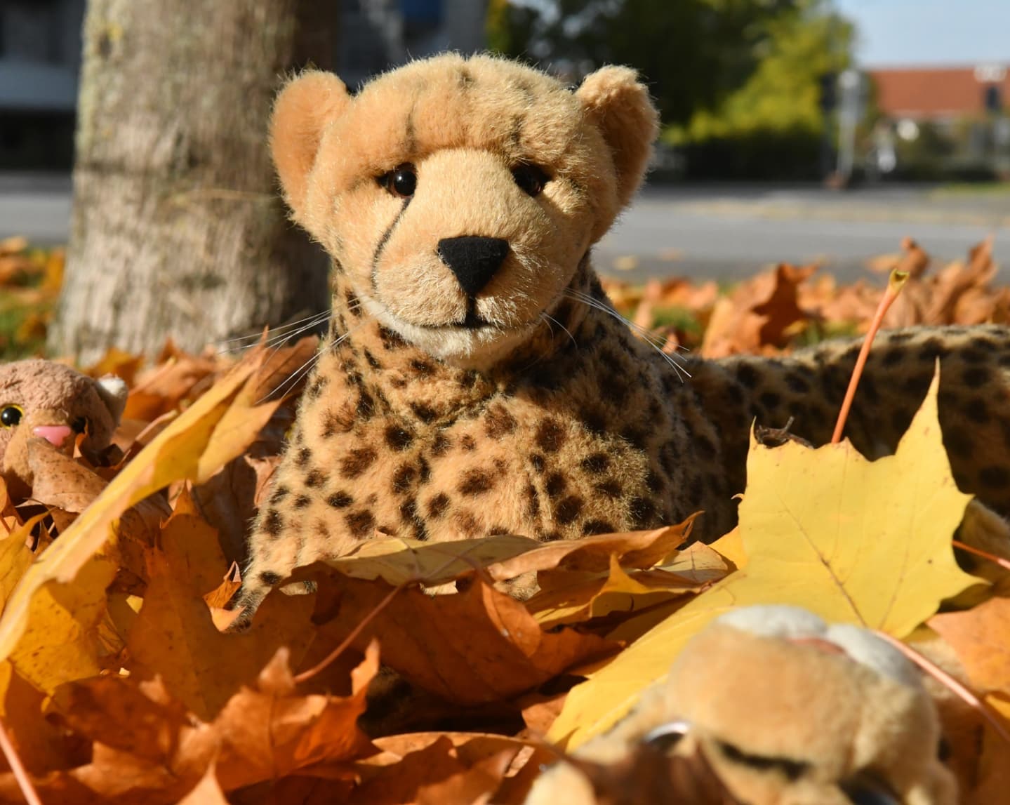 Ein Stress ist das hier, ich sag’s euch. Wie jedes normale Kind lieben es auch meine Kleinen, im Herbstlaub zu spielen. Es gibt nur ein Problem: Hier in der Menschensiedlung leben scheinbar Leute, die das herrliche Durcheinander auf Straßen und Wiesen nicht ertragen können, sodass ca. dreimal am Tag ganze Horden von Wiesenpflegern mit ihren Metallbesen durch die Straßen und Wiesen ziehen und alles Laub zusammenkratzen. Das heißt, wer im Laub spielen will, muss einen Sturm abwarten und dann schnell sein.Und also hockten meine Kleinen ganze Tage am Fenster, um zu sehen, wann das Laub unterm Baume eine geeignete Menge angenommen hat. Und heute war es soweit. Wheee.🇬🇧Life is stressful over here, I tell you. Like any normal cub, my little ones love playing in the autumn leaves. There’s just one problem: Right here in the human settlement there are apparently people who can’t stand the wonderful mess on the streets and meadows, so three times a day whole hordes of meadow keepers stroll through the streets and meadows with their metal brooms and scrape up all the leaves. That means you have to be quick, if you want to play in the foliage.So my little ones sat at the window for days to see when the leaves under the tree had reached a suitable amount. And today is the day. Wheee. #Leaves  #Autumnleaves  #Foliage  #Laub  #Herbstlaub  #Herbst  #AutumnIsComing  #Autumn  #AutumnColours  #JubaOnTour  #PlushiesOfInstagram  #plushiecommunity  #instaplushies  #stuffies  #stuffiesofinstagram  #plushielife  #plushieadventures  #Koesen  #KoesenerSpielzeug