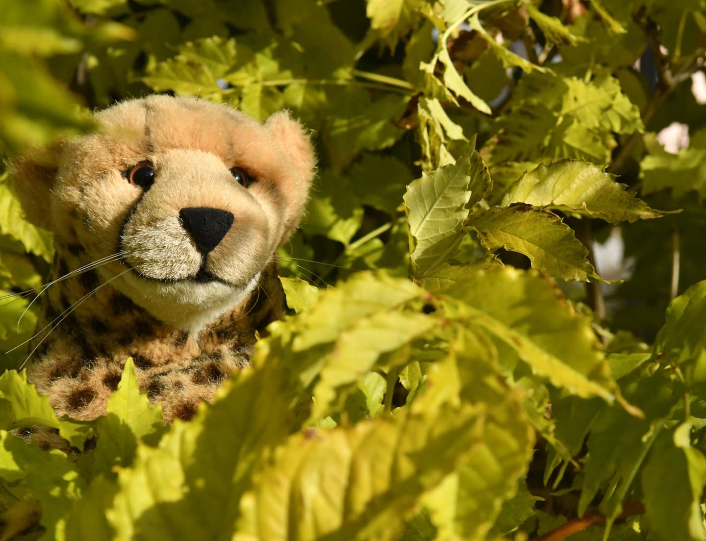 Lobte ich neulich noch das Rot, muss ich feststellen, dass auf ein zartes Gelb-grün eines Parden Zierde ist.🇬🇧While I was praising the red that day, I have to admin: A delicate yellow-green is a cheetah’s adornment as well. #Leaves  #Autumnleaves  #Foliage  #Laub  #Herbstlaub  #Herbst  #AutumnIsComing  #Autumn  #AutumnColours  #JubaOnTour  #PlushiesOfInstagram  #plushiecommunity  #instaplushies  #stuffies  #stuffiesofinstagram  #plushielife  #plushieadventures  #Koesen  #KoesenerSpielzeug