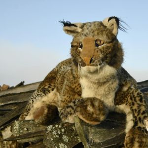 Bobcat