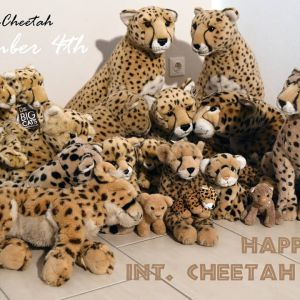 cheetahs